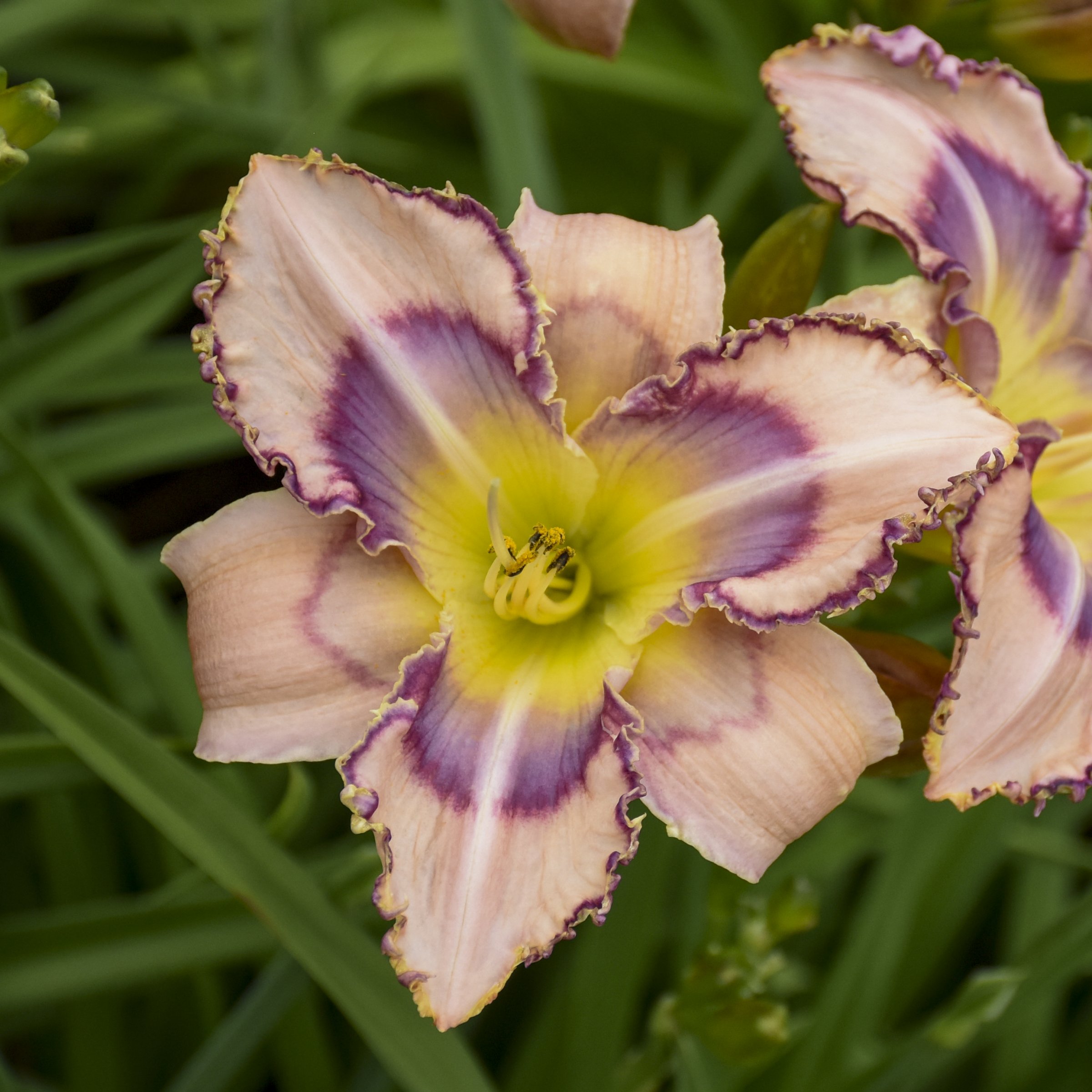 National Plant Network LW2609 perennials - View #3