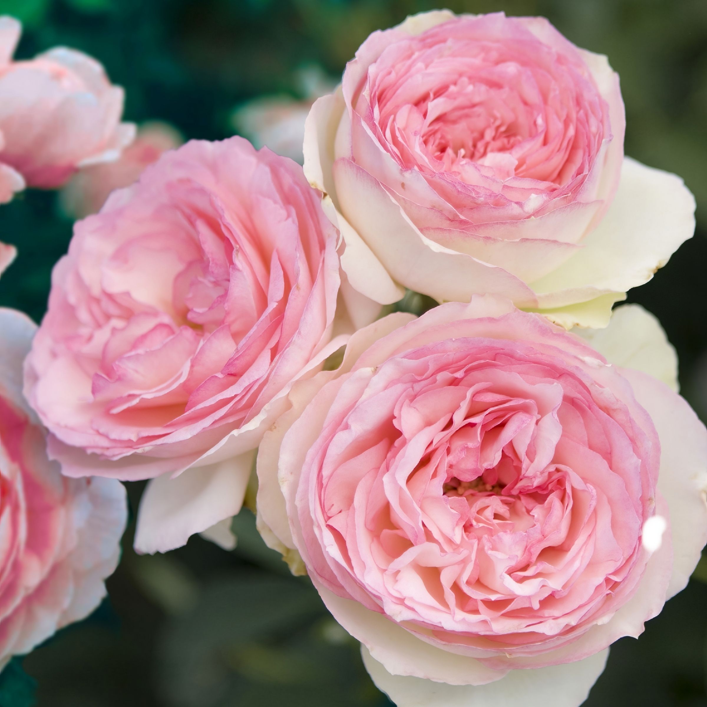 National Plant Network LW1592 roses - View #4