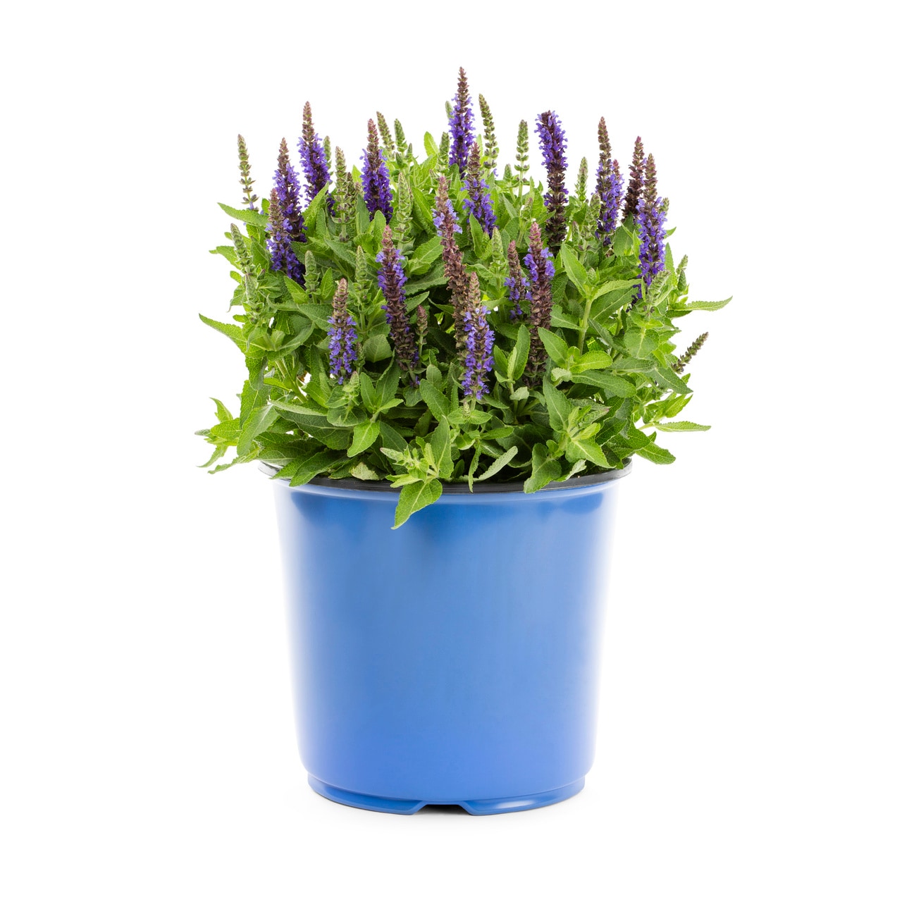 Metrolina Greenhouses 4920 Blue Salvia Plant in 1.5 -Gallon Pot 1.0 -Pack