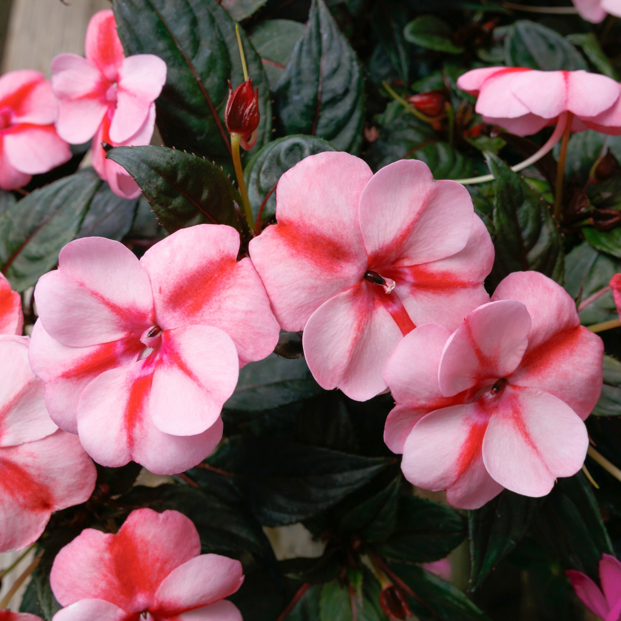 National Plant Network LW1467 annuals - View #2