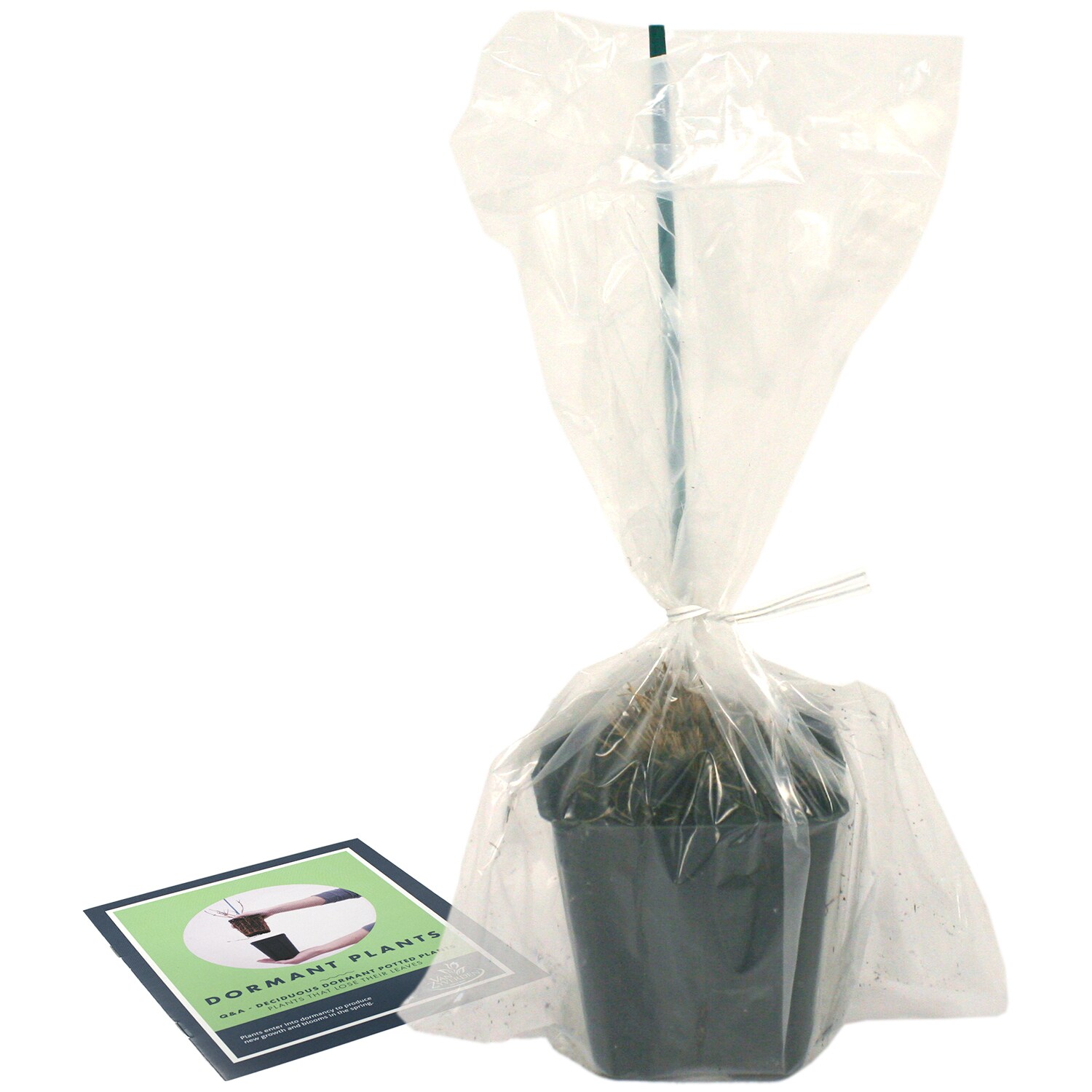 Van Zyverden 84595 Plant-Bulbs - View #4