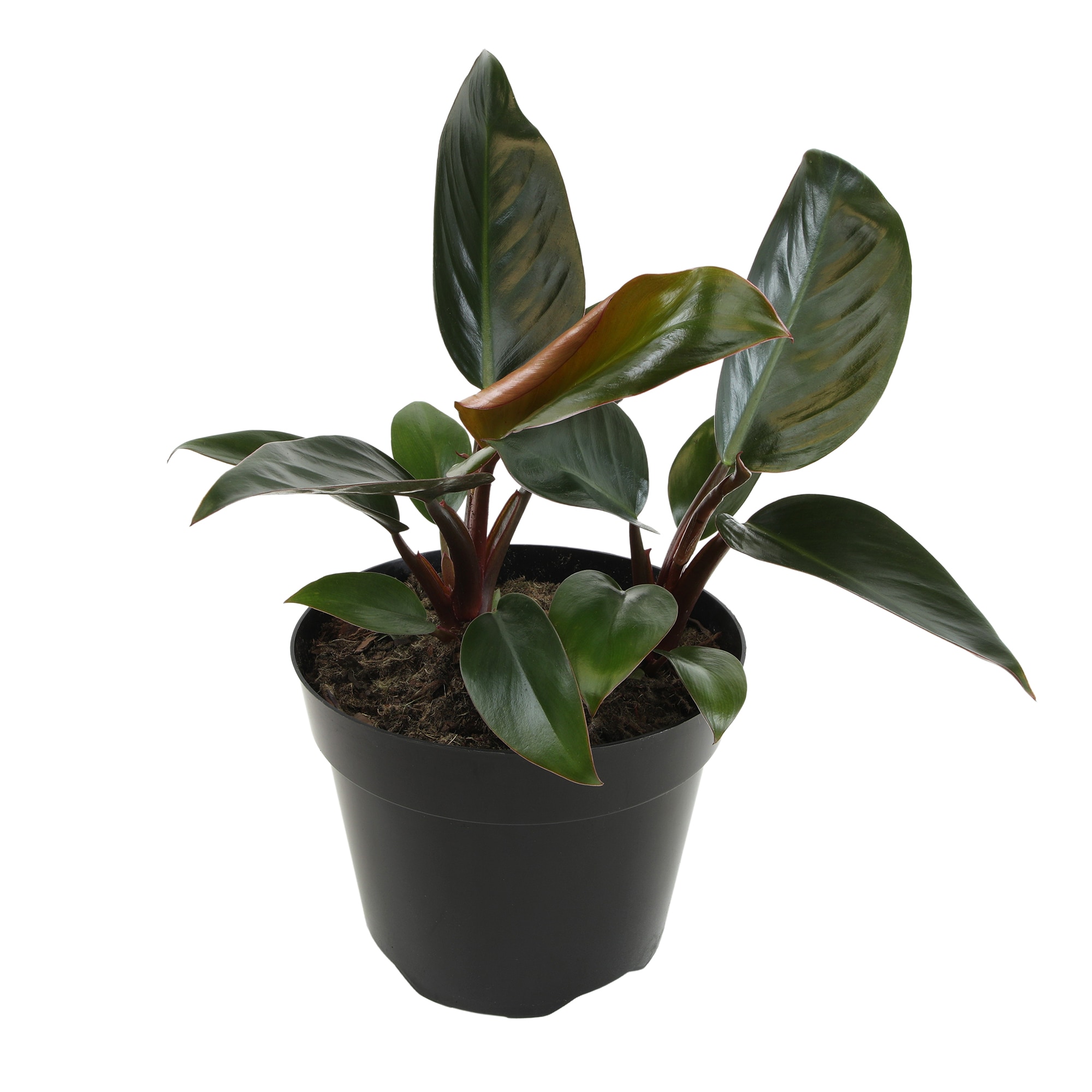 Altman Plants 0873105 Congo Red Philodendron House plant in 8 Inch(es) Planter 1 -Pack