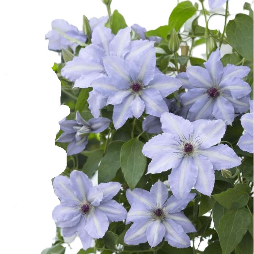Lowe's 1 -Gallon Pot Boulevard Tranquilite