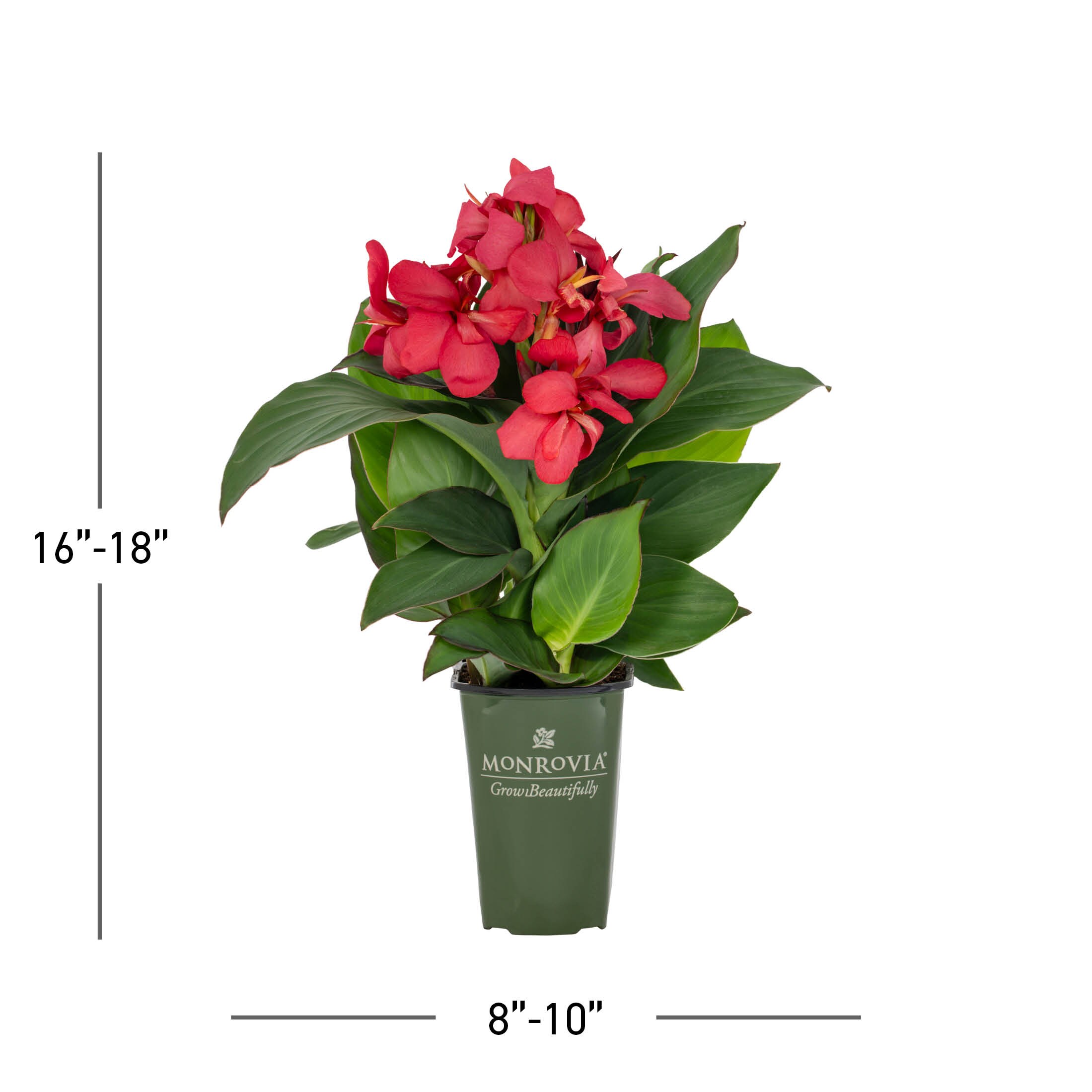 Monrovia 79150 perennials - View #3