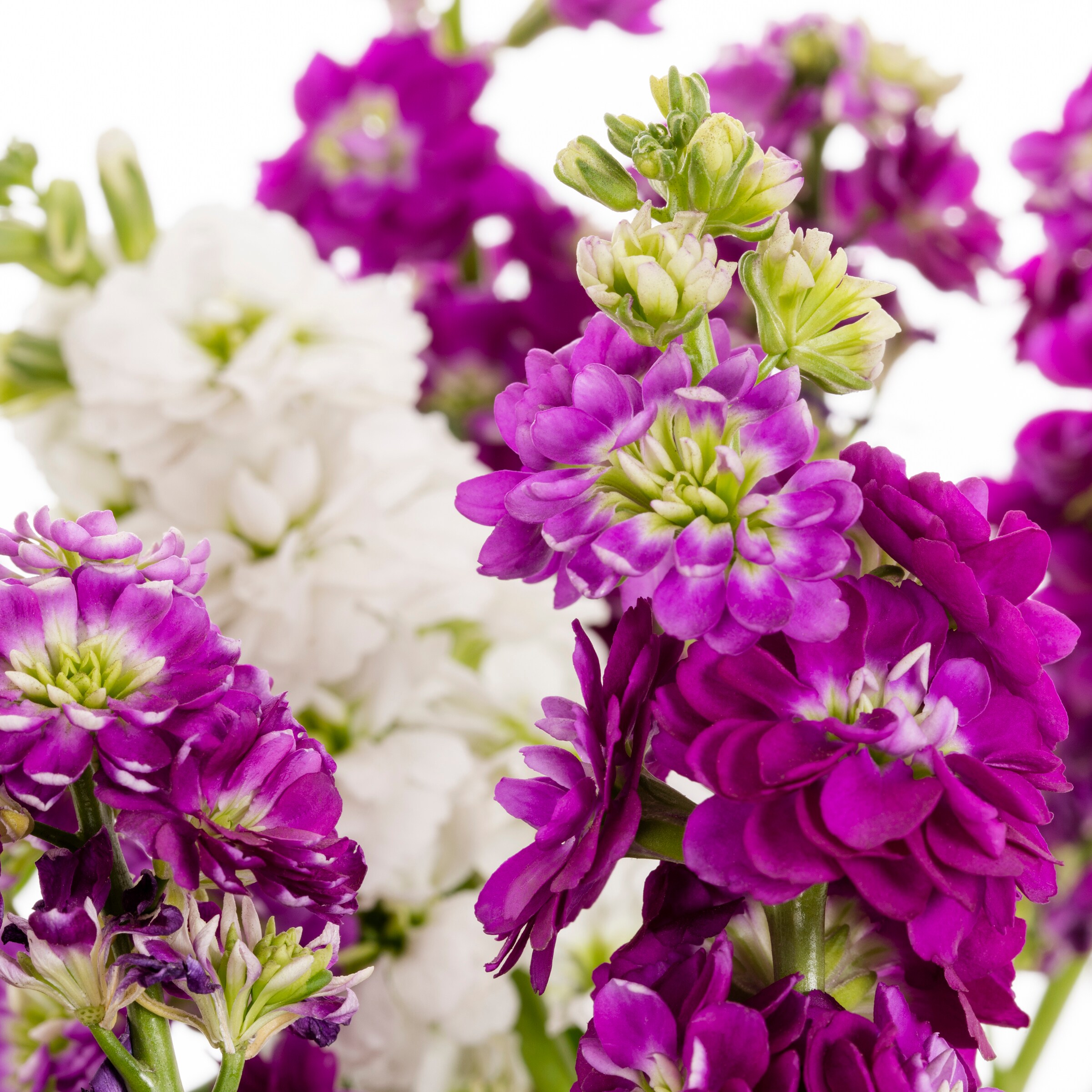 Lowe's NURSERY annuals - View #2