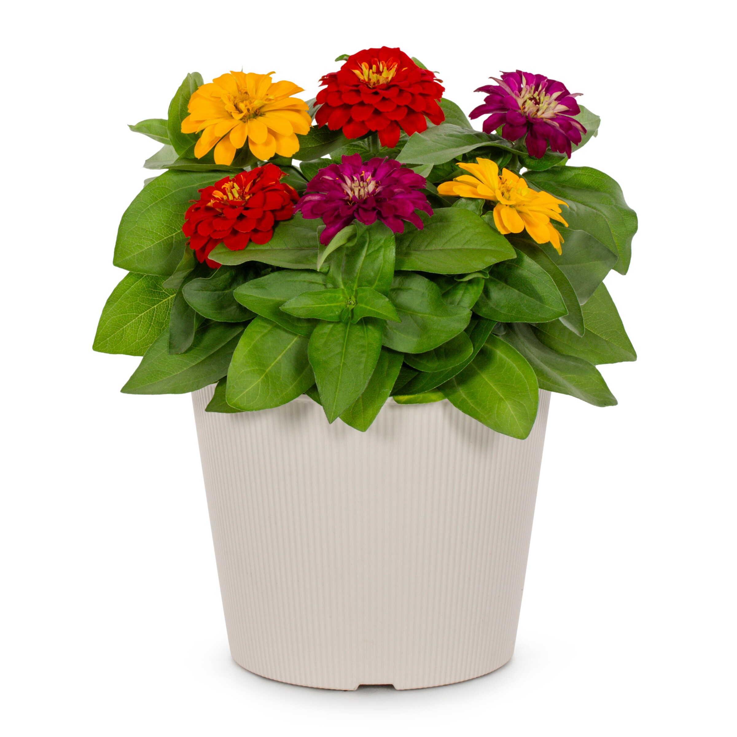 Lowe's NURSERY Multicolor Zinnia in 3 Quart(s) Planter
