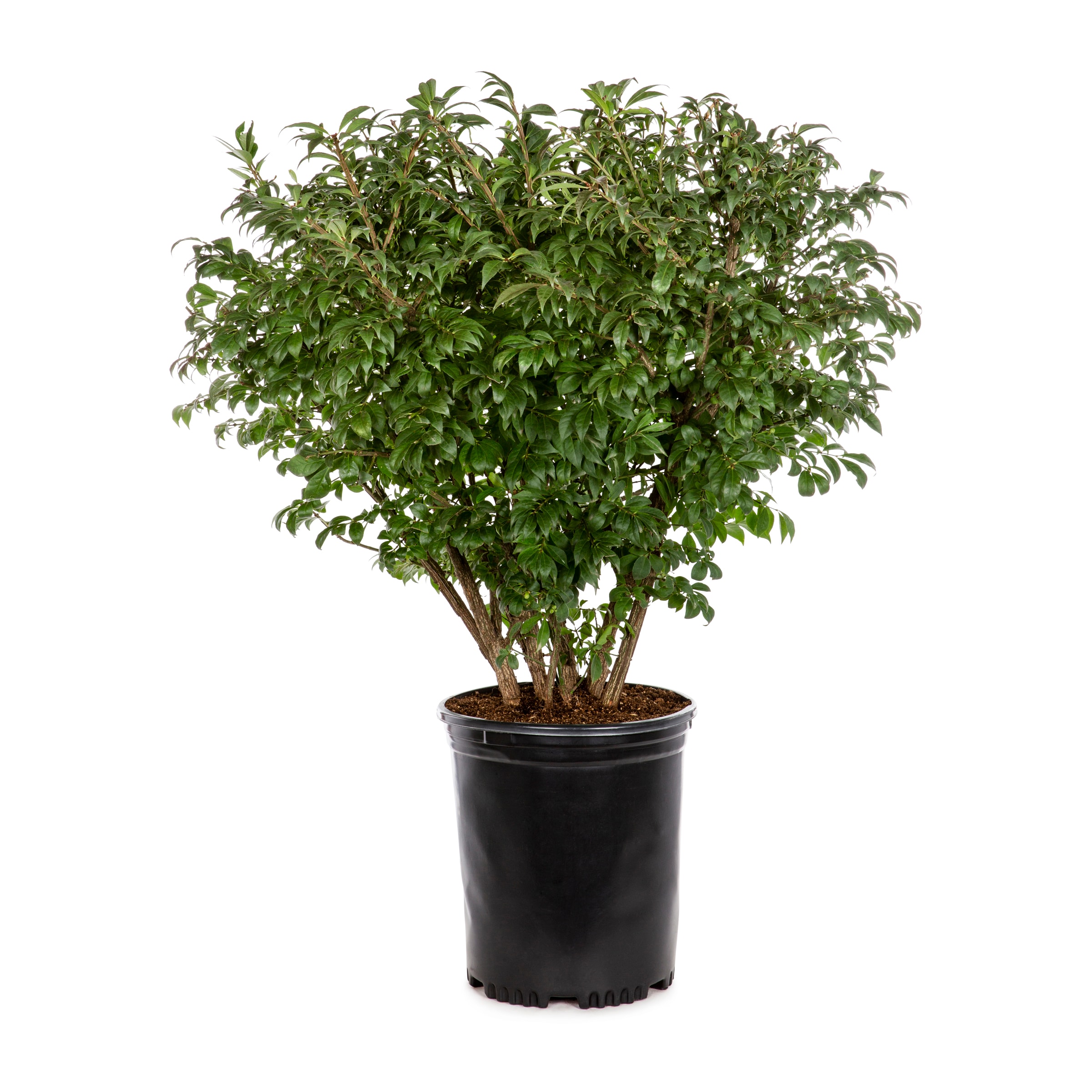 Image of Euonymus burning bush in a pot