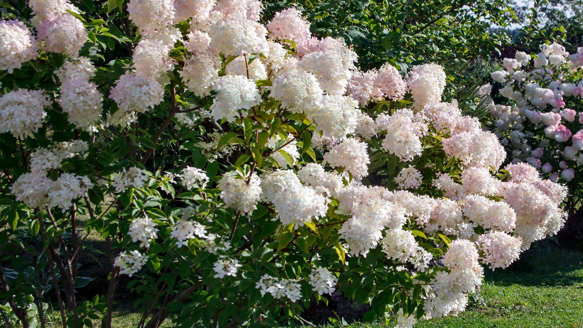 National Plant Network LW1550 trees - View #4