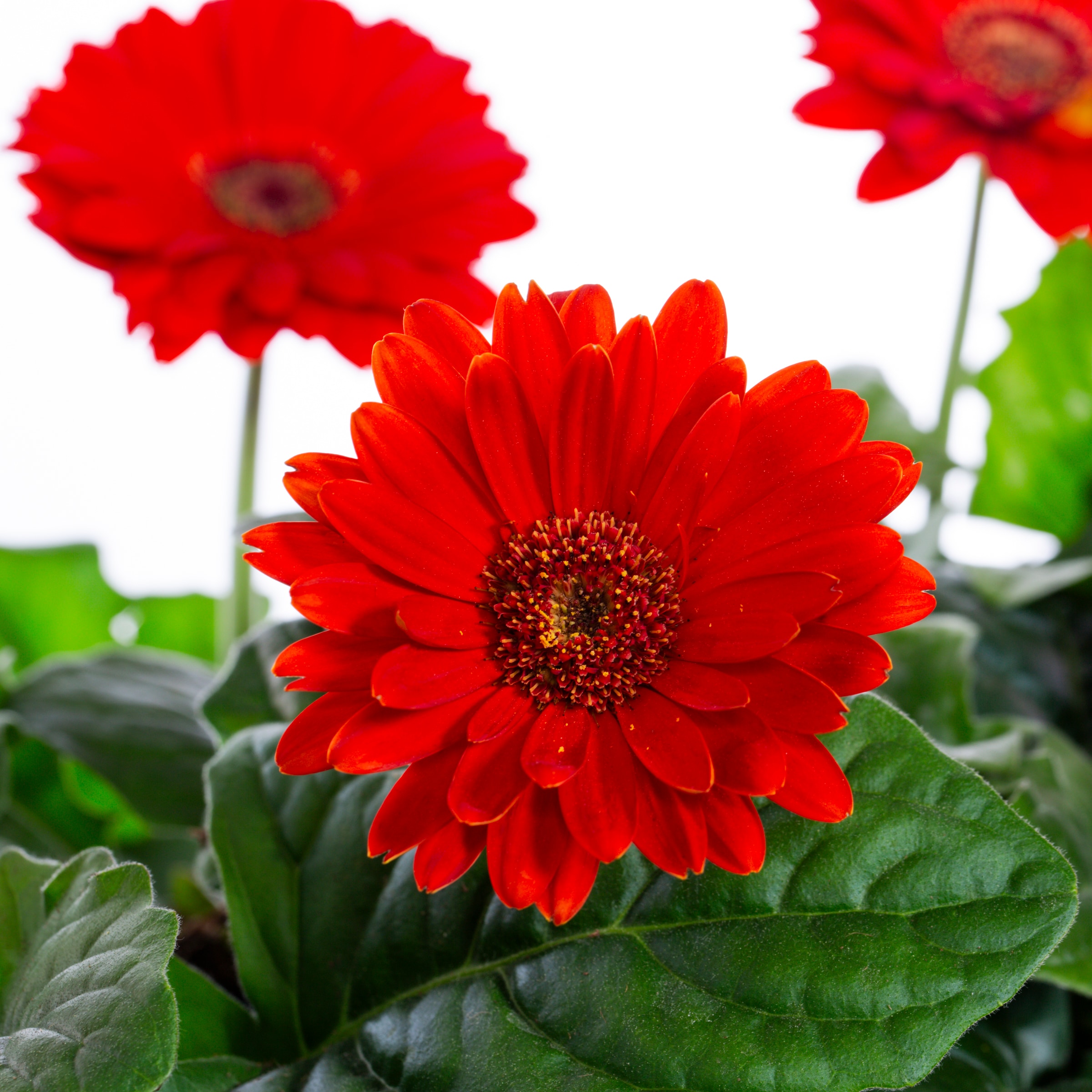 Lowe's 229844 annuals - View #7