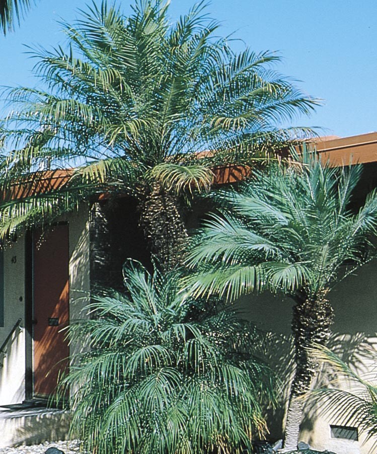  00499 Pygmy Date Palm