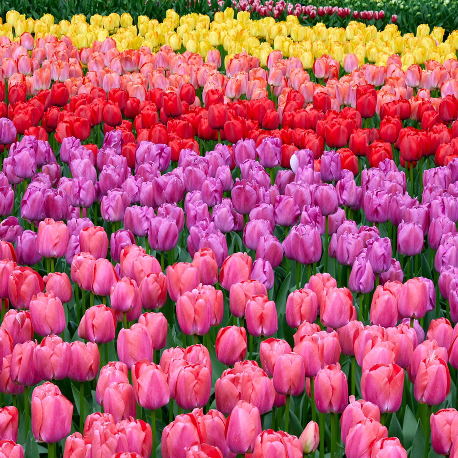 Festival Mix Darwin Hybrid Tulip Plants, Bulbs & Seeds at Lowes.com