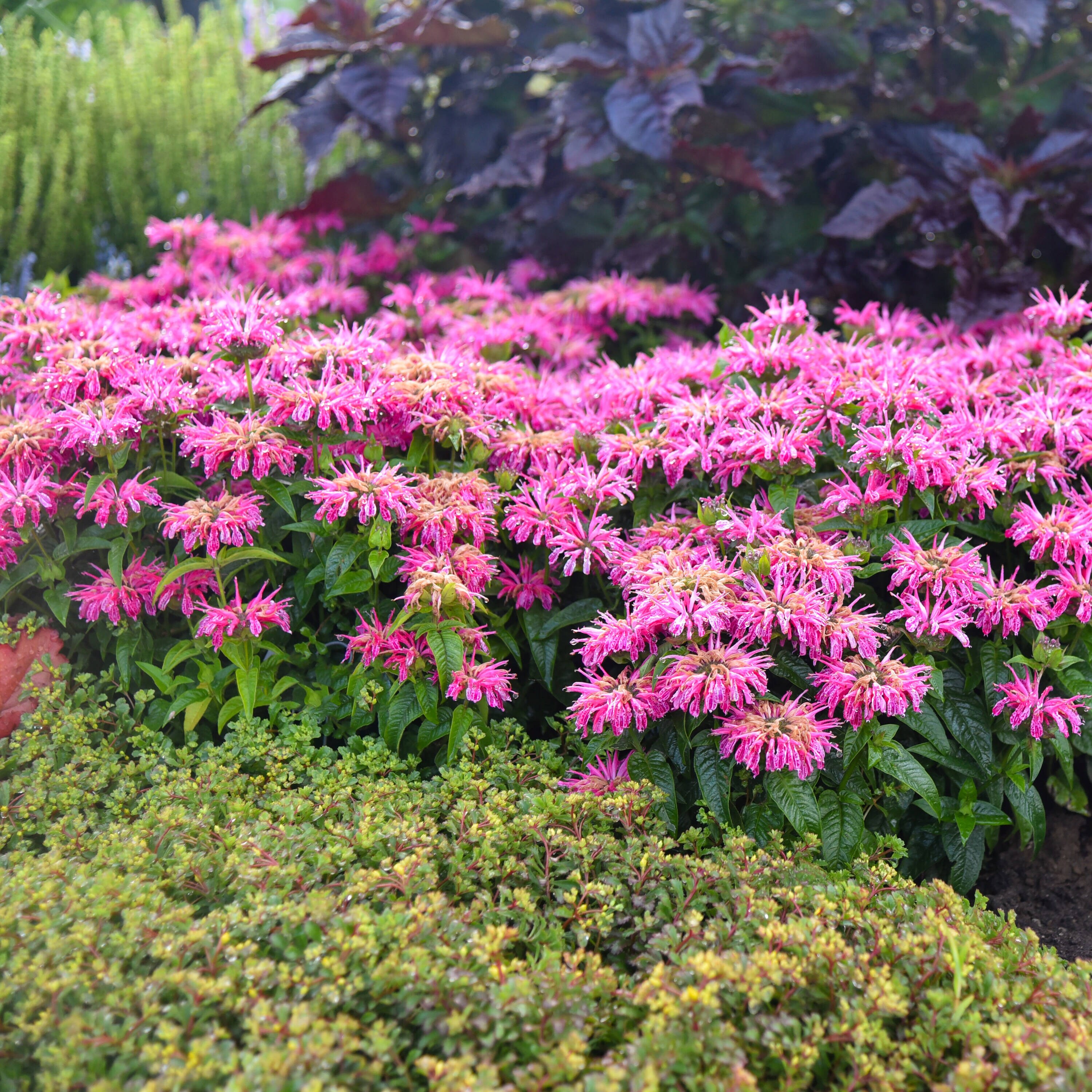 Proven Winners Pink 'leading Lady Pink' Bee Balm (monarda) Plant in 0. ...