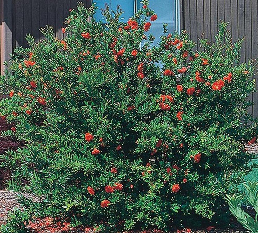 Lowe's NURSERY Red Dwarf Pomegranate Accent Shrub in 2.5-Quart Pot