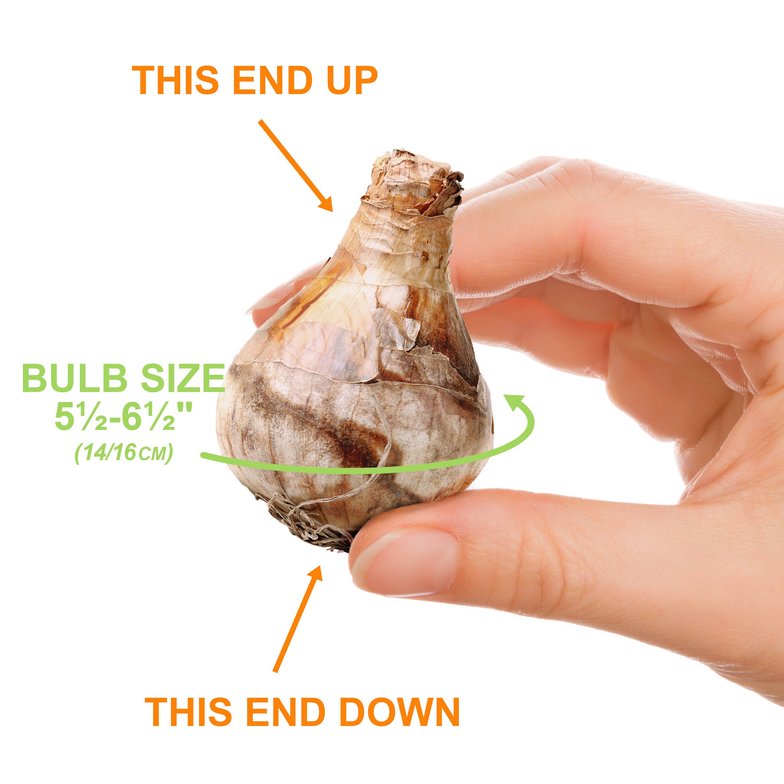 Garden State Bulb ECF-05-50 Plant-Bulbs - View #4