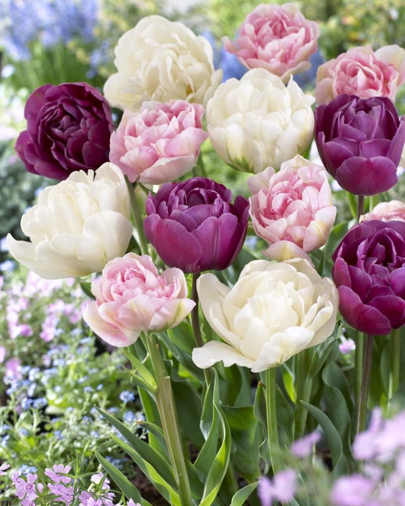 Garden State Bulb 4038623 Multicolor Double Late Mixed Tulip Bulbs 40-Pack