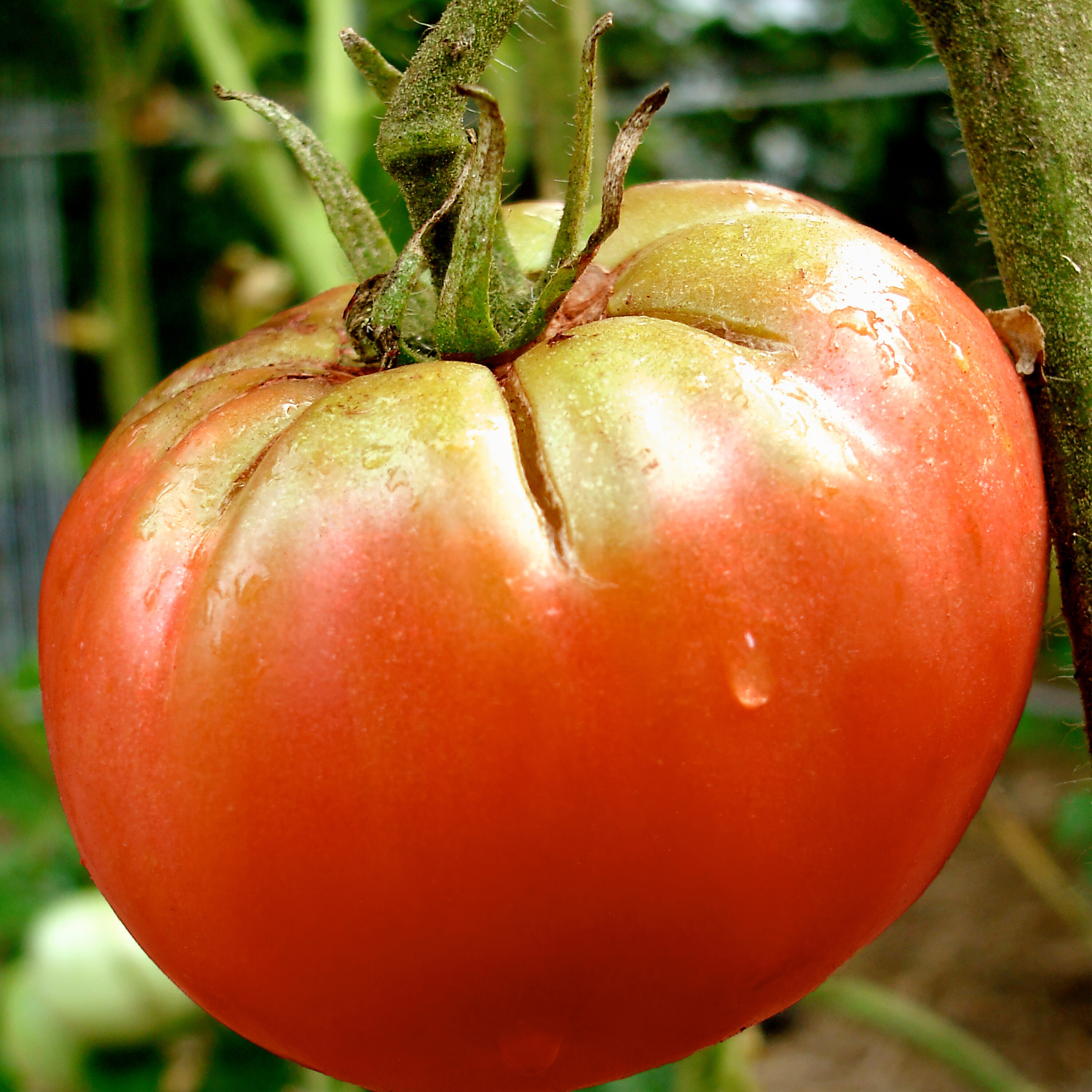 Slicer Tomato 3-Pack Plugs | Bonnie Plants