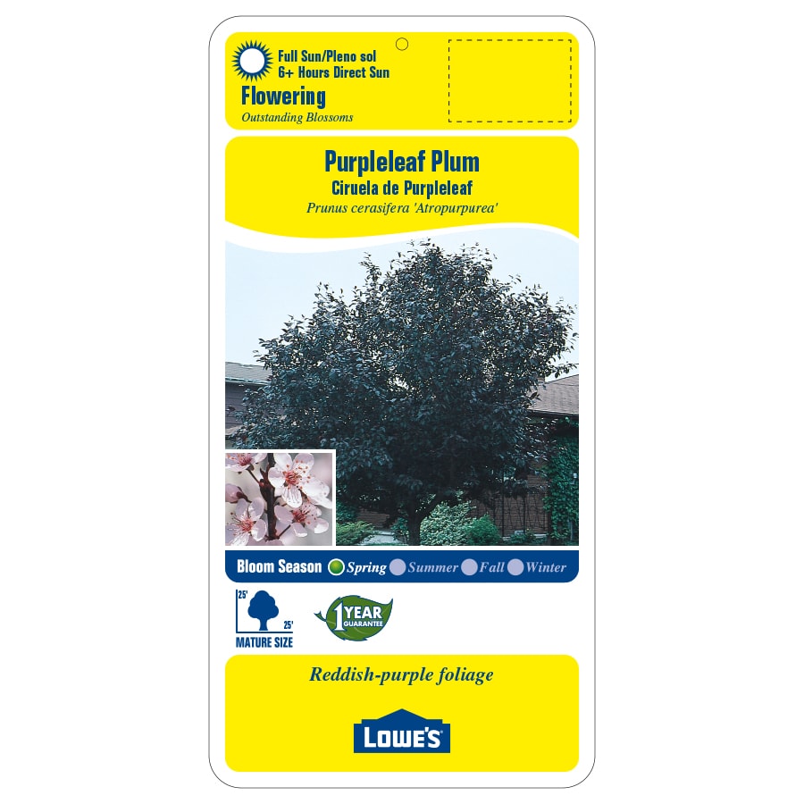 Lowe's 11.1-Gallons Pink Flowering Purpleleaf Plum In Pot (With Soil ...