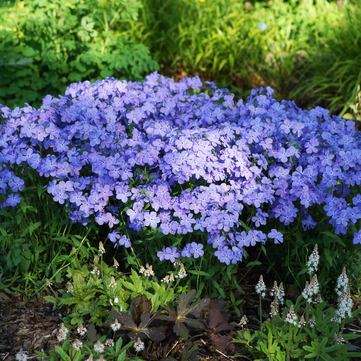 Direct Gardening 96137 perennials - View #3