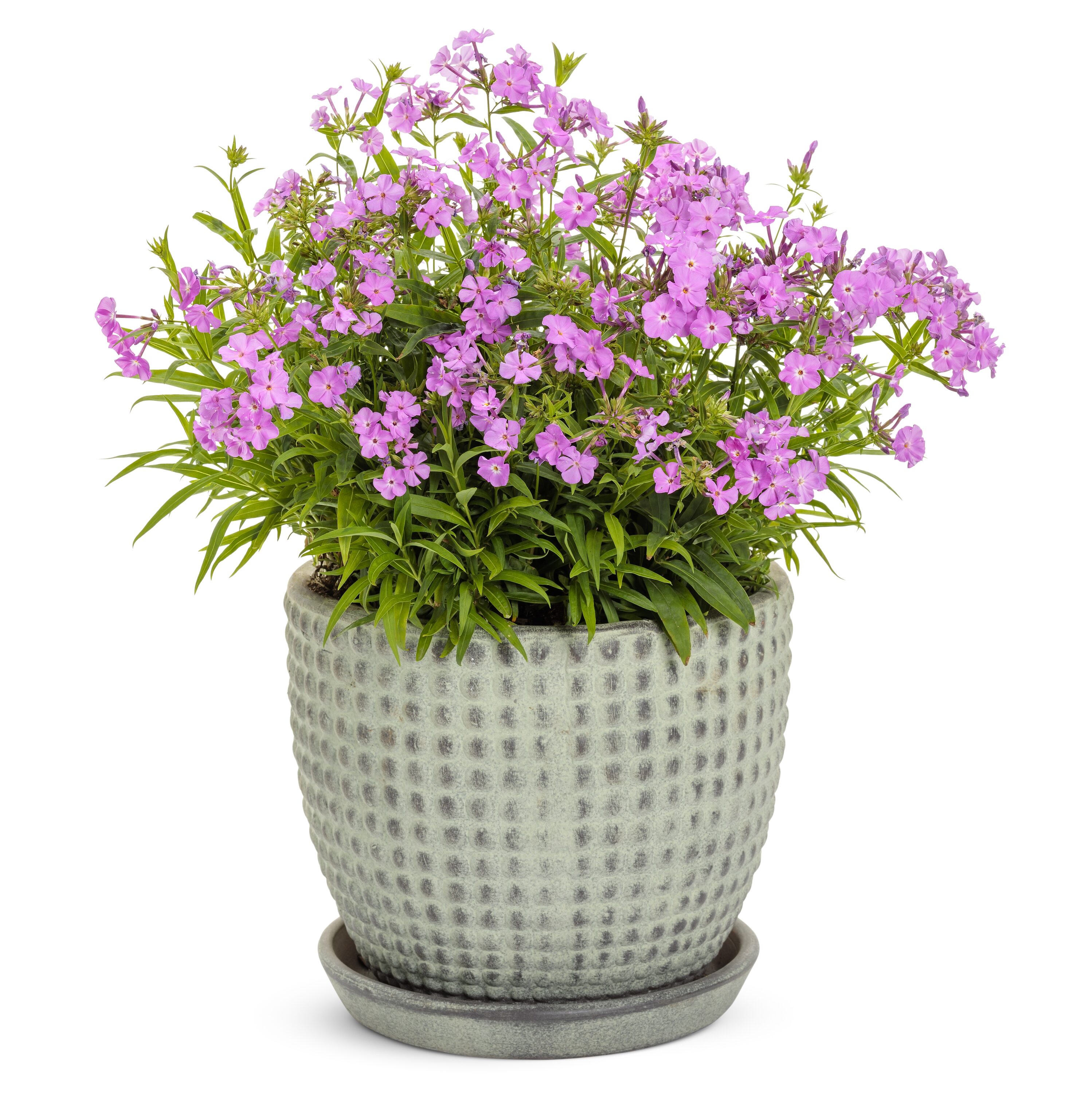 Proven Winners PHLPWP2156102 perennials - View #5