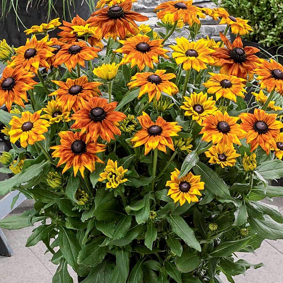 Lowe's 3936013 Orange Summerina Echibeckia Plant in 2-Quart Pot