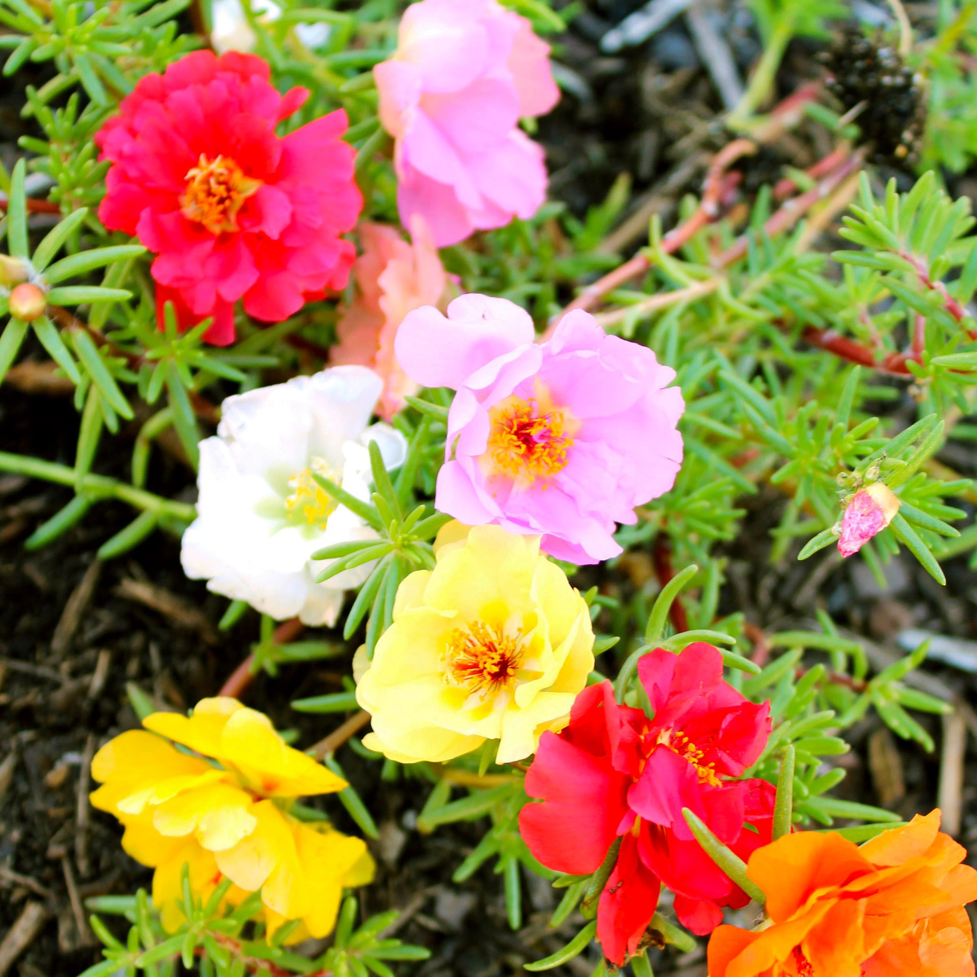 Ferry-Morse LC25.6091 seeds - View #3