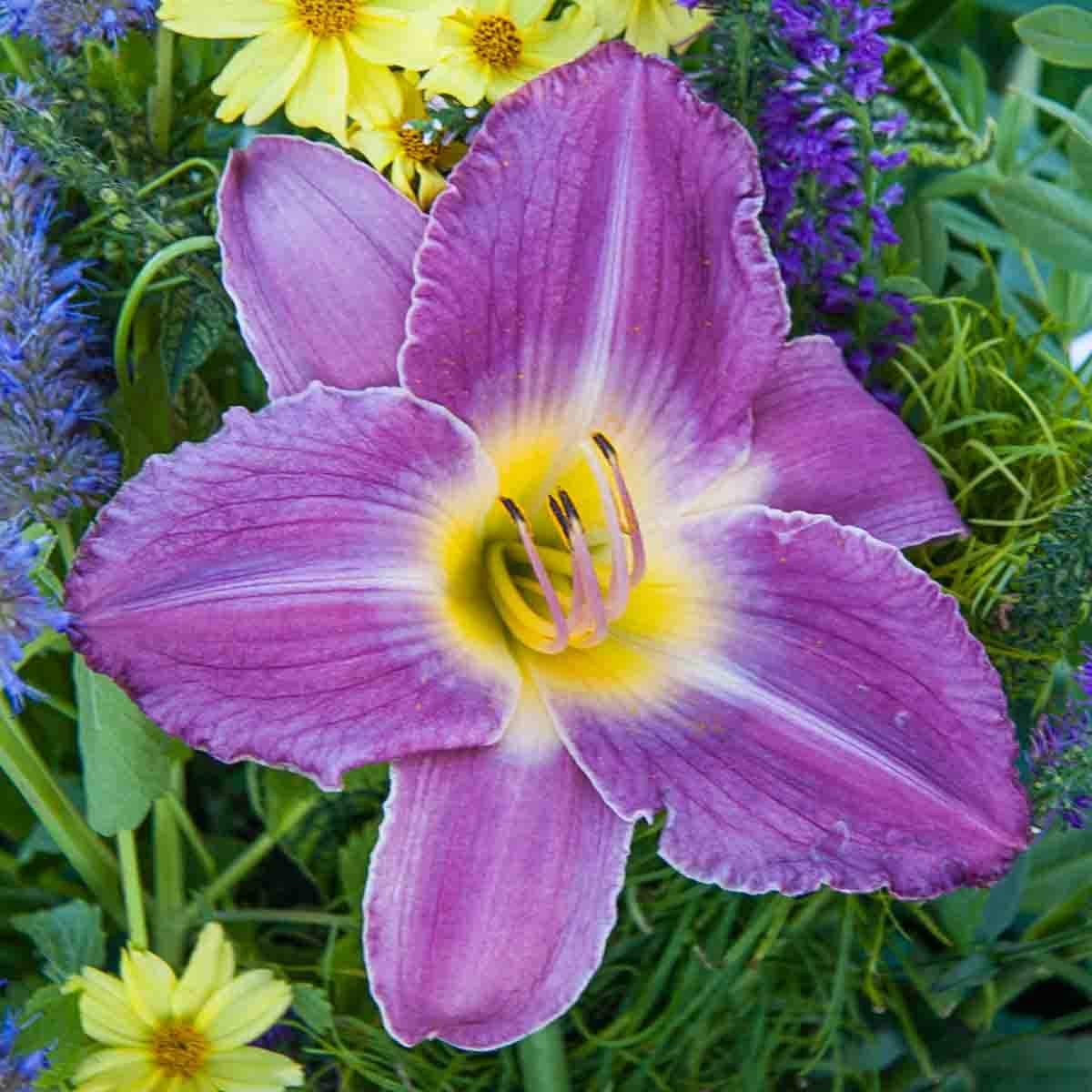 Direct Gardening 1 -Pack Purple Rozanne Hardy Geranium Dormant