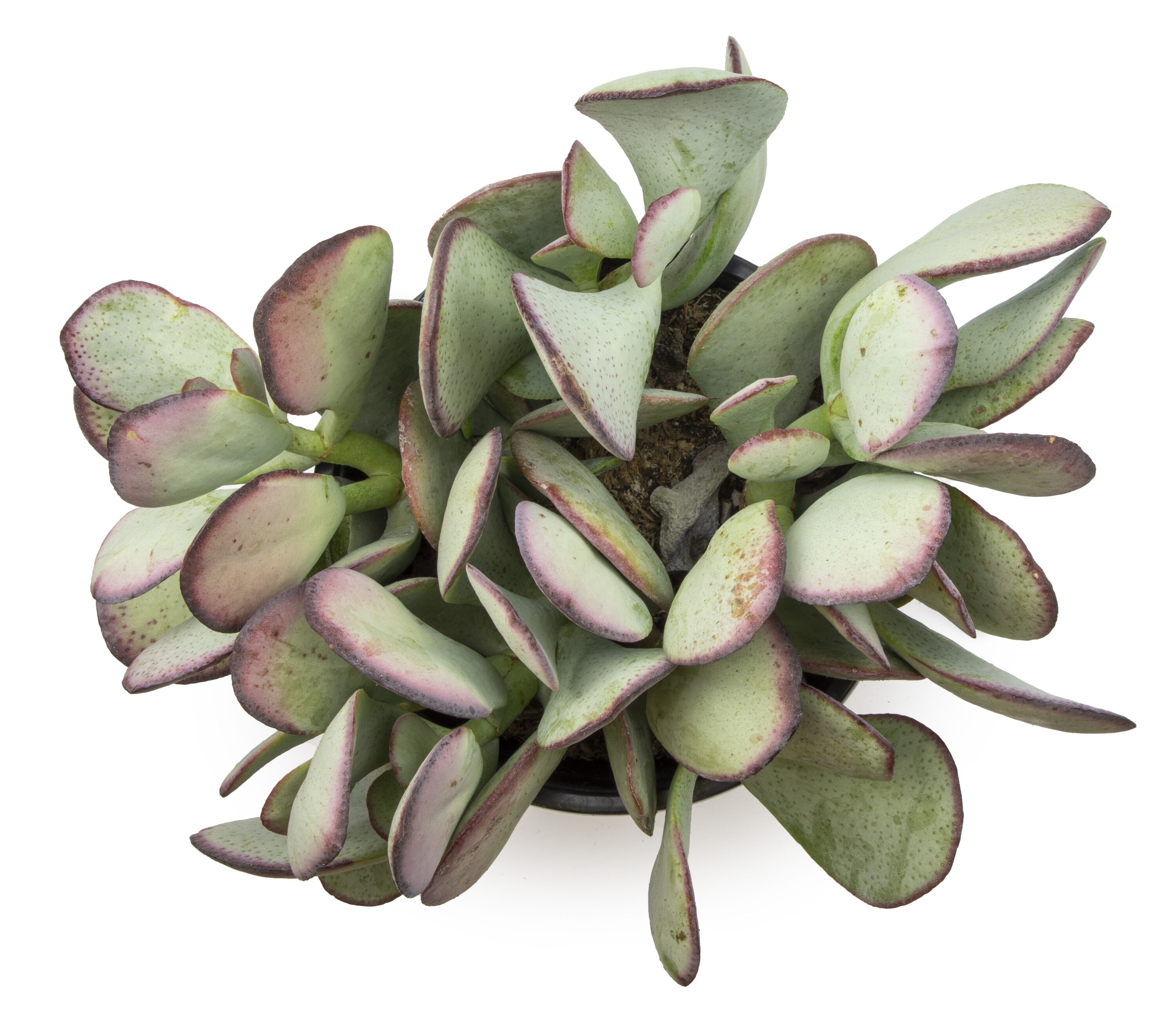 Altman Plants 0880123 Cacti-Succulents - View #2