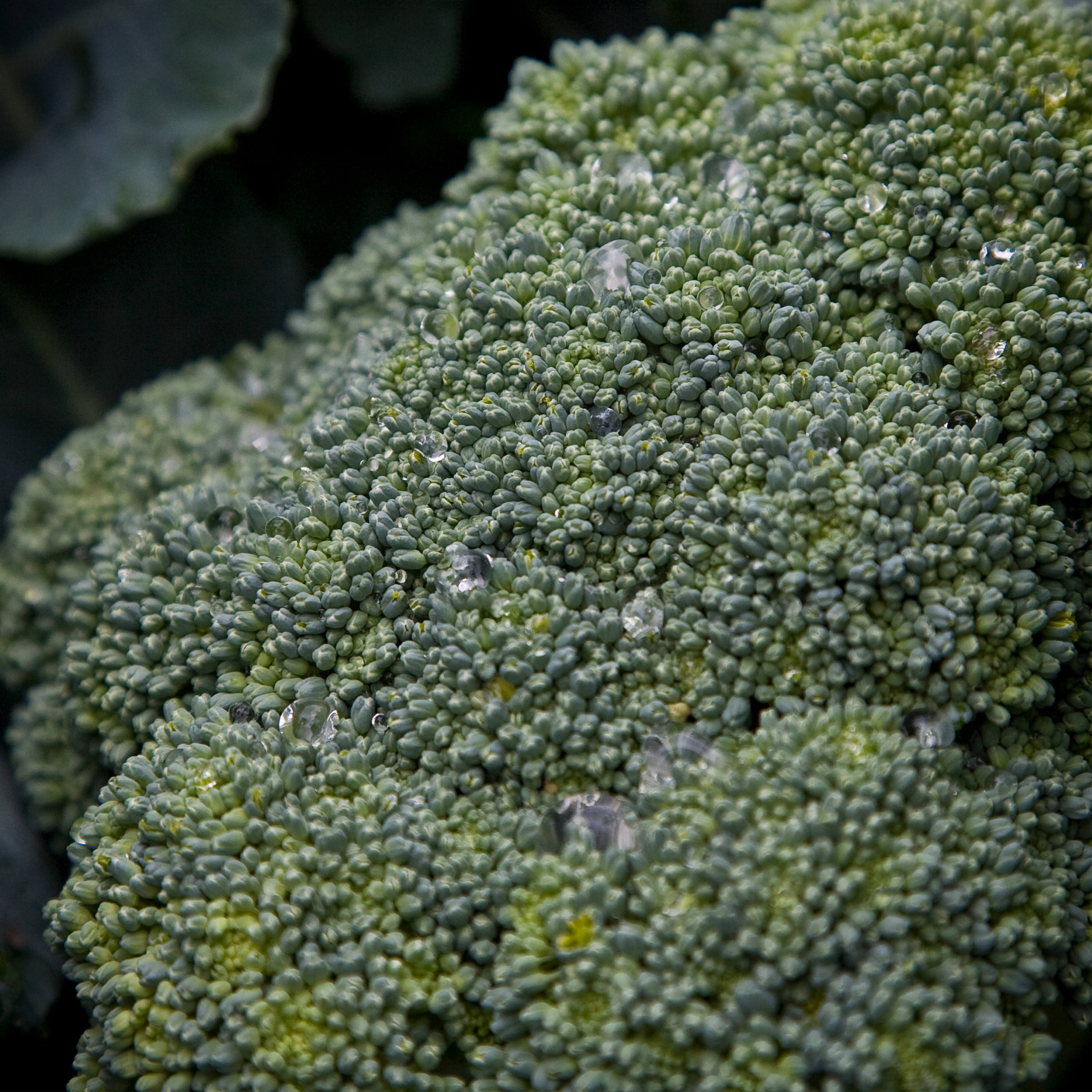 Bonnie Plants 201998 Vegetable-Plants - View #3