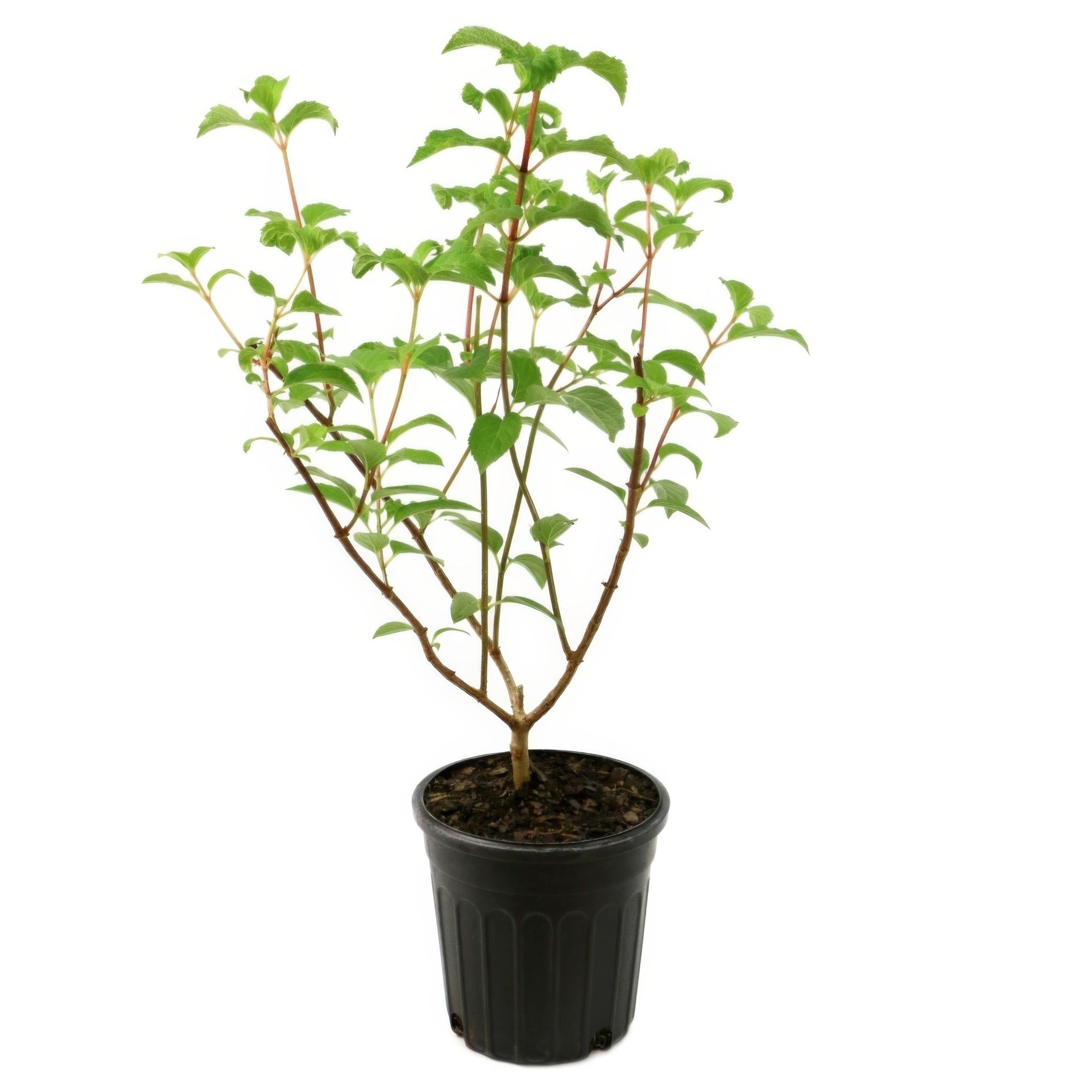 National Plant Network LW1551 Hydrangea Flowering Shrub in 1 -Gallon Planter with White Blooms