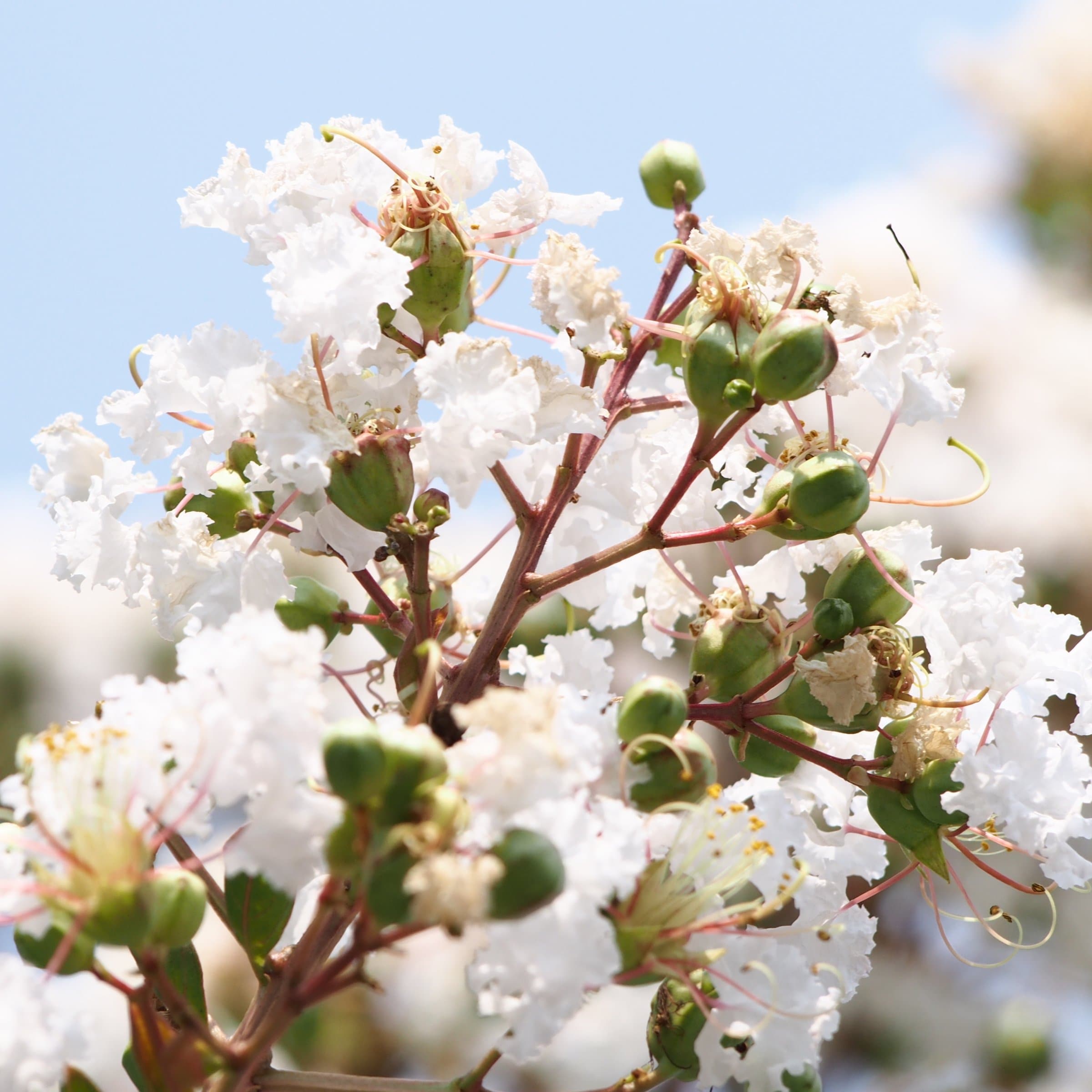 National Plant Network LW1832 shrubs - View #5