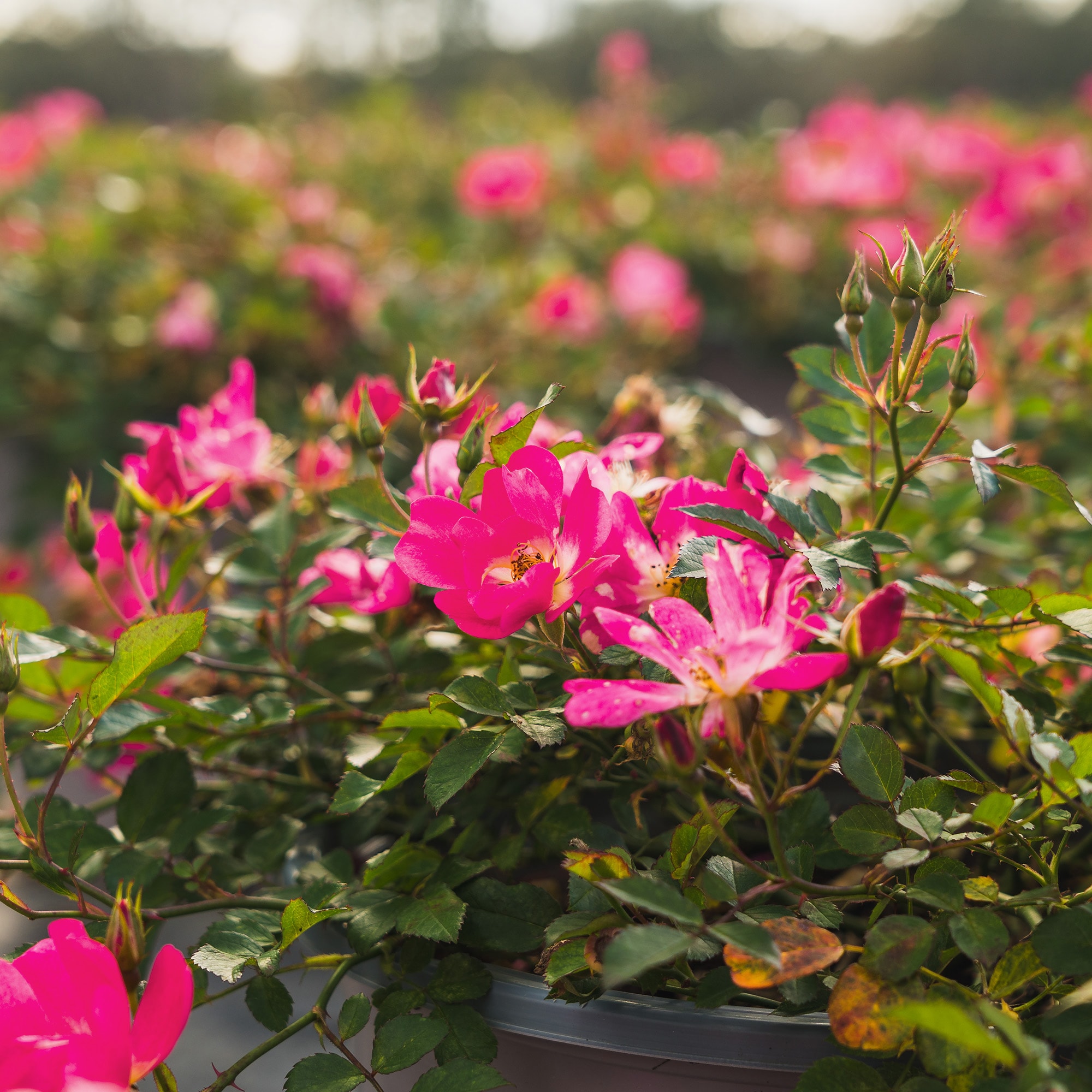 Perfect Plants LOPINKDRIFT3G roses - View #6