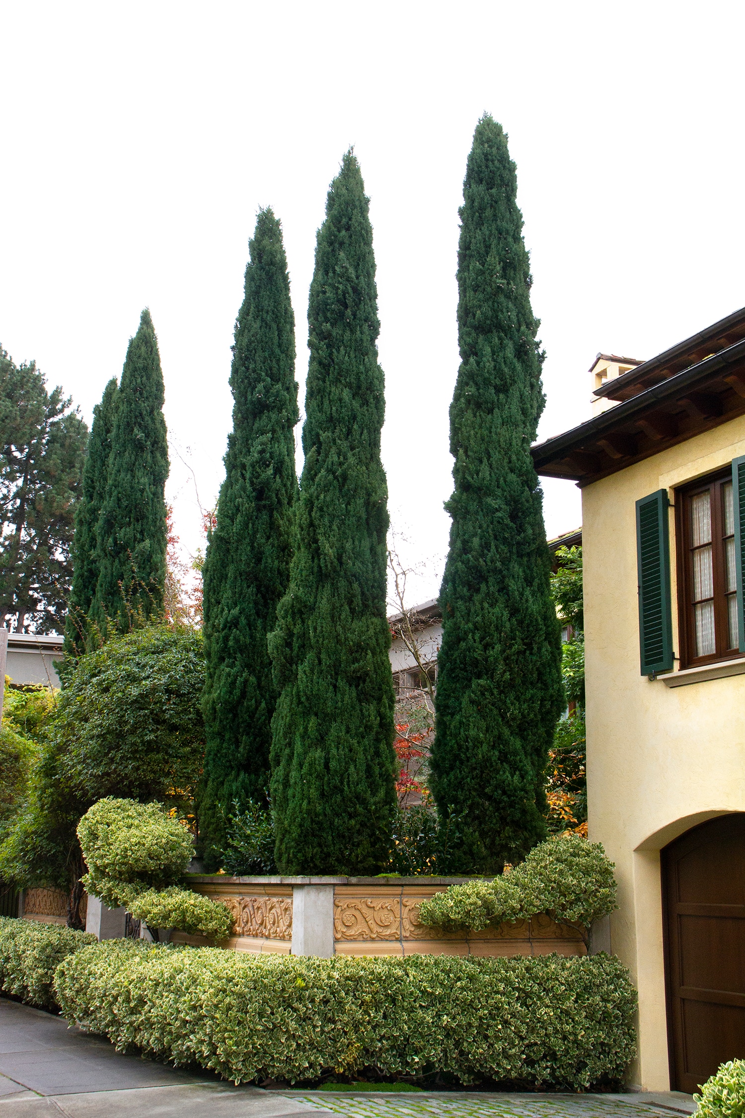 Monrovia 030705 shrubs - View #4