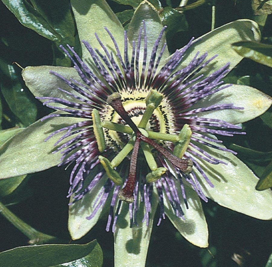 Blue Passion Flower Lw00669 In The Vines Department At Lowes Com