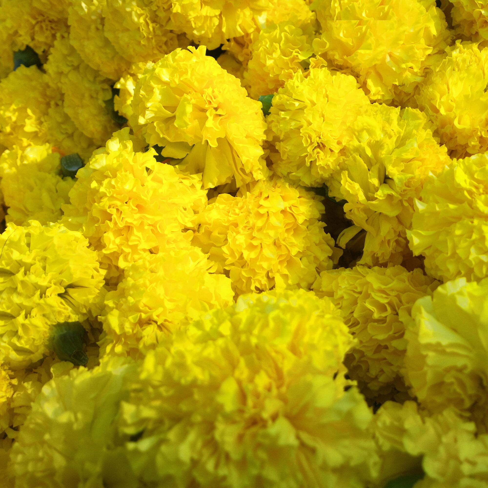 Yellow Carnation Flower