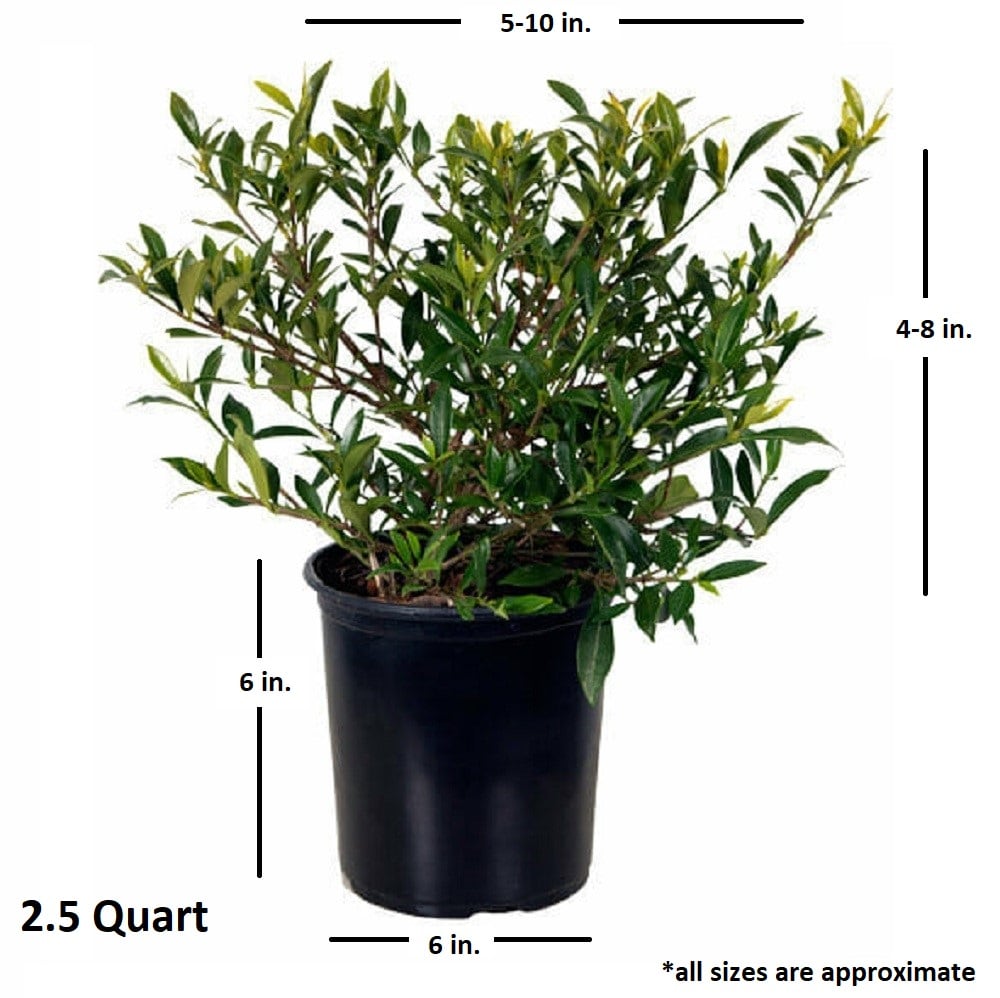 Flowerwood 2100Q-2 shrubs - View #7