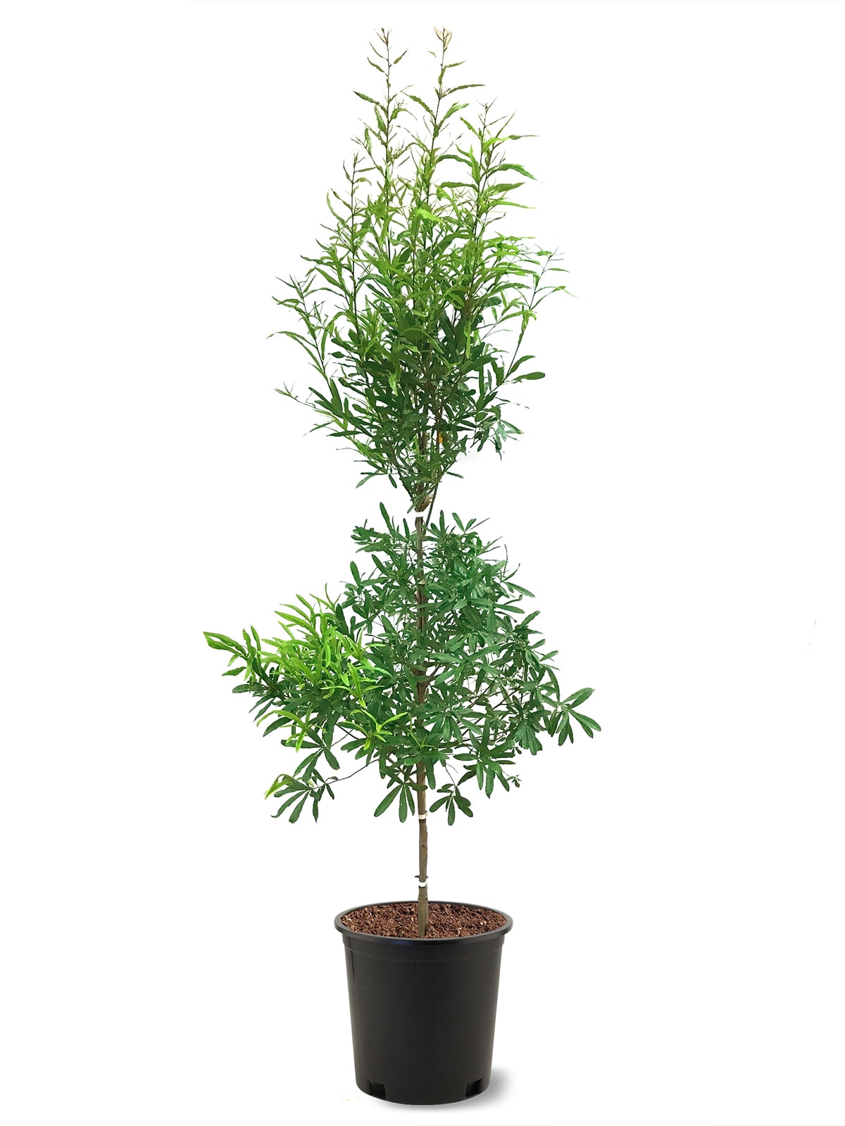 Southern Planters OAKWIL05G 5 -Gallon Shade Willow Oak In pot (with soil)
