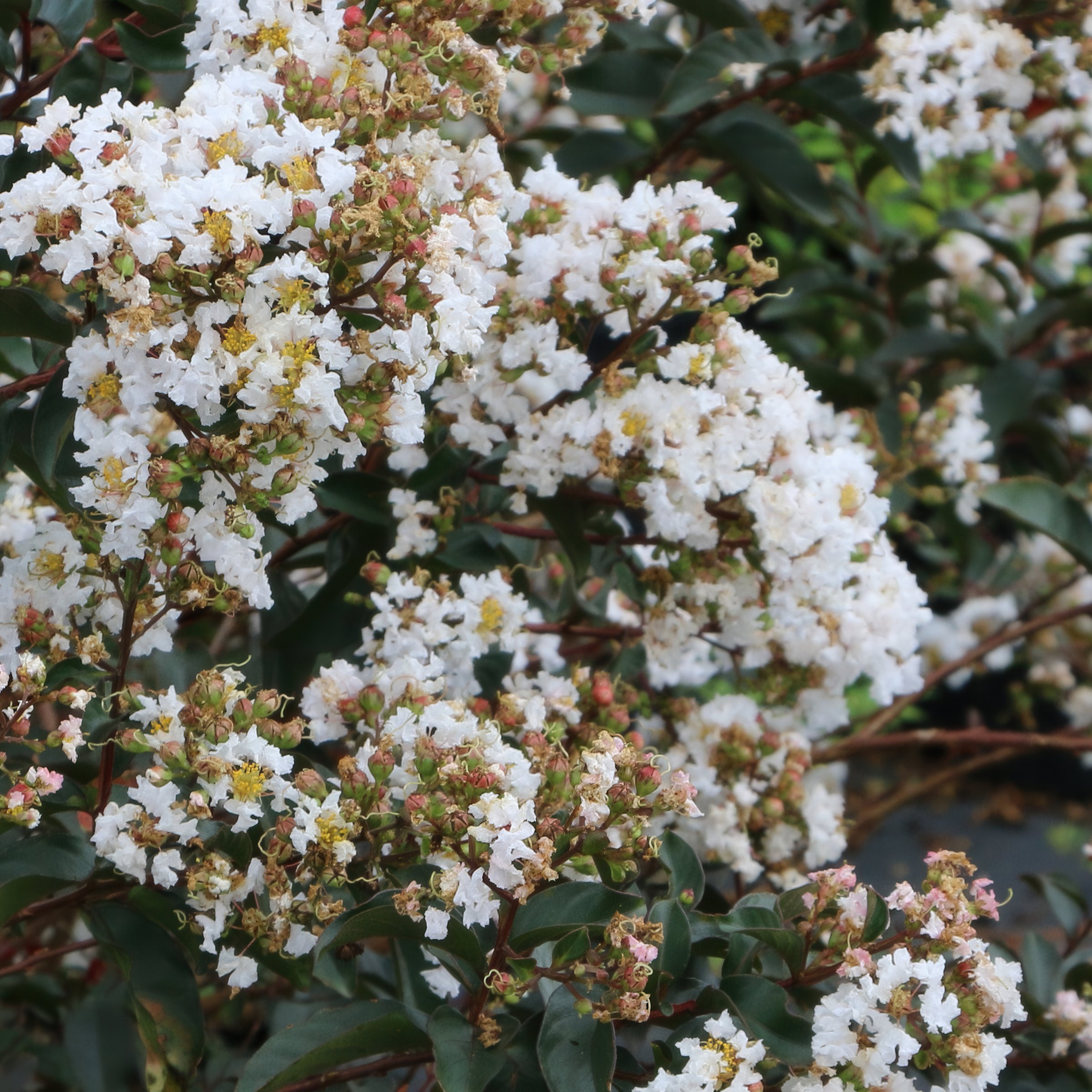 National Plant Network LW1835 shrubs - View #4