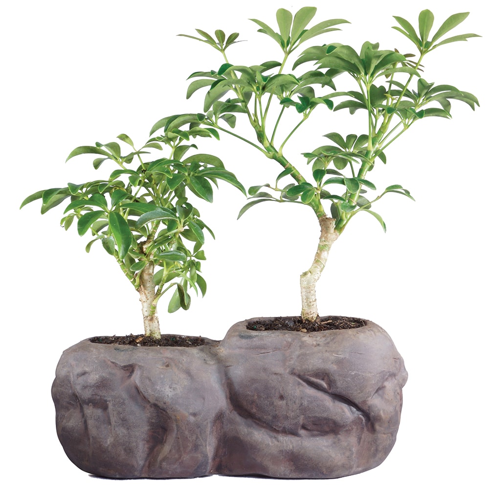 Brussel's Bonsai 8-in Feature Dwarf Hawaiian Umbrella Tree On