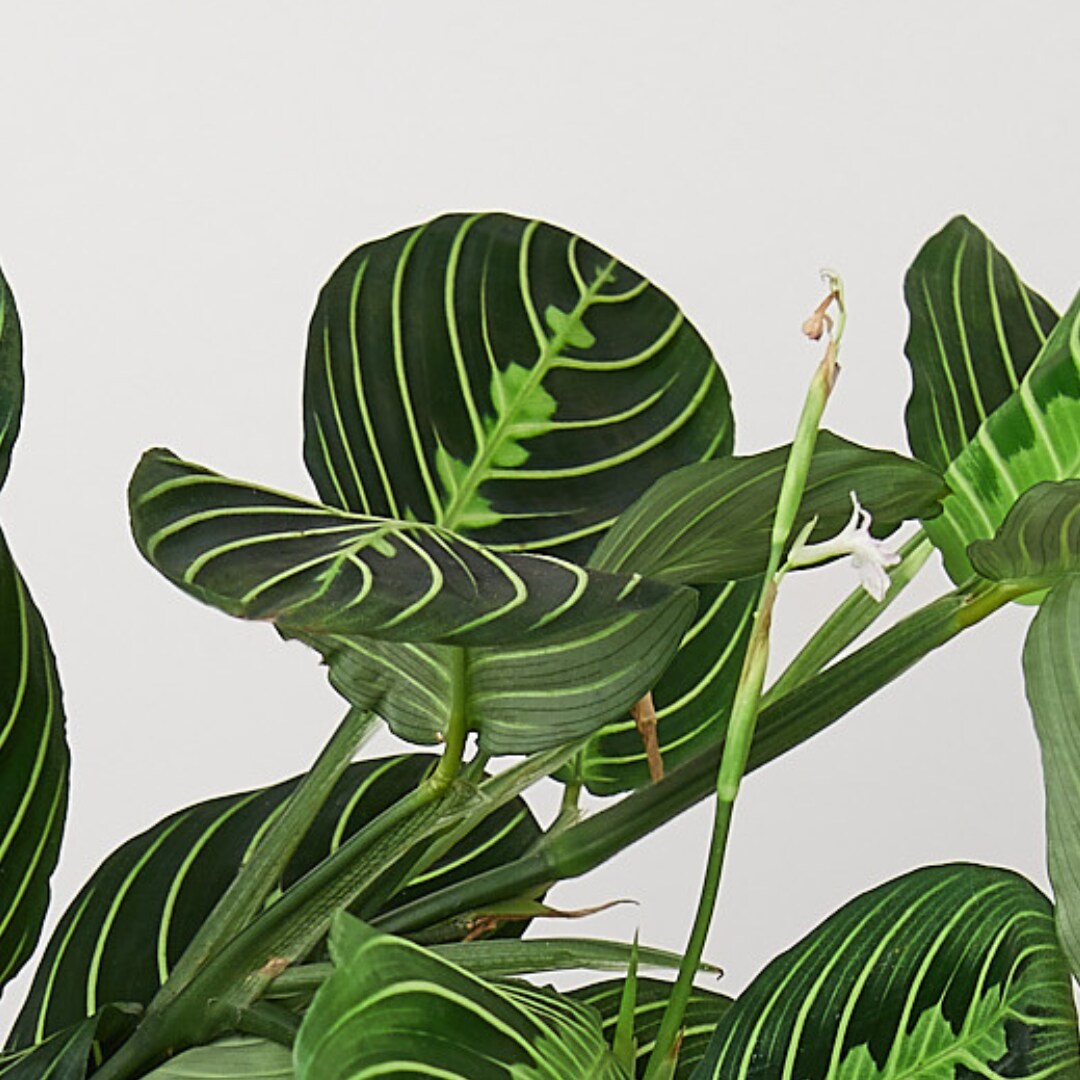 House Plant Shop 6-MARANTA-LEMONLIME hseplants - View #2