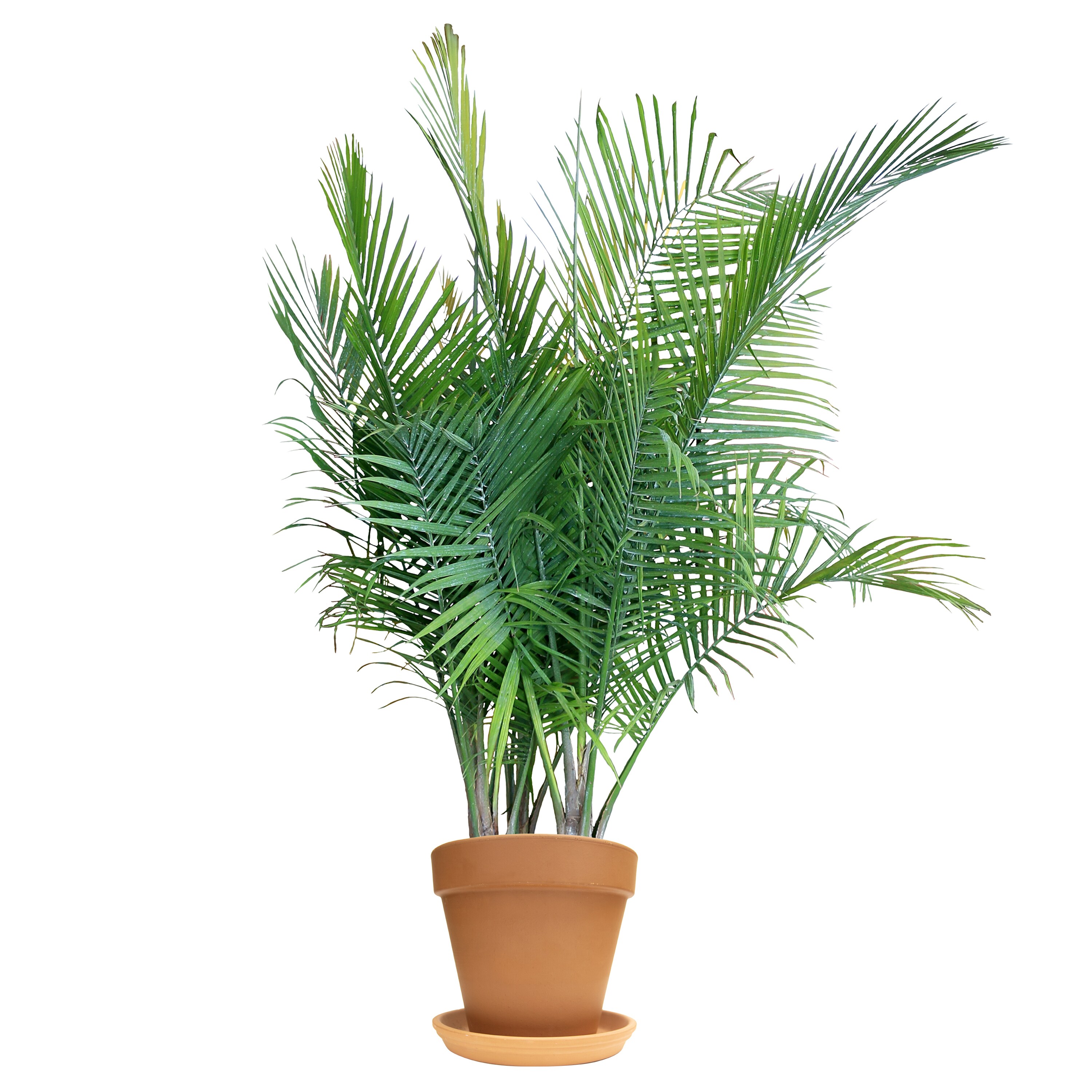 Costa Farms Majesty Palm with 12-in W x 11-in H Terracotta Clay Planter and  Saucer