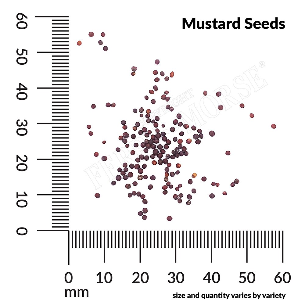 Ferry-Morse 652755.299.0824 Vegetable-Herb-Seeds - View #4
