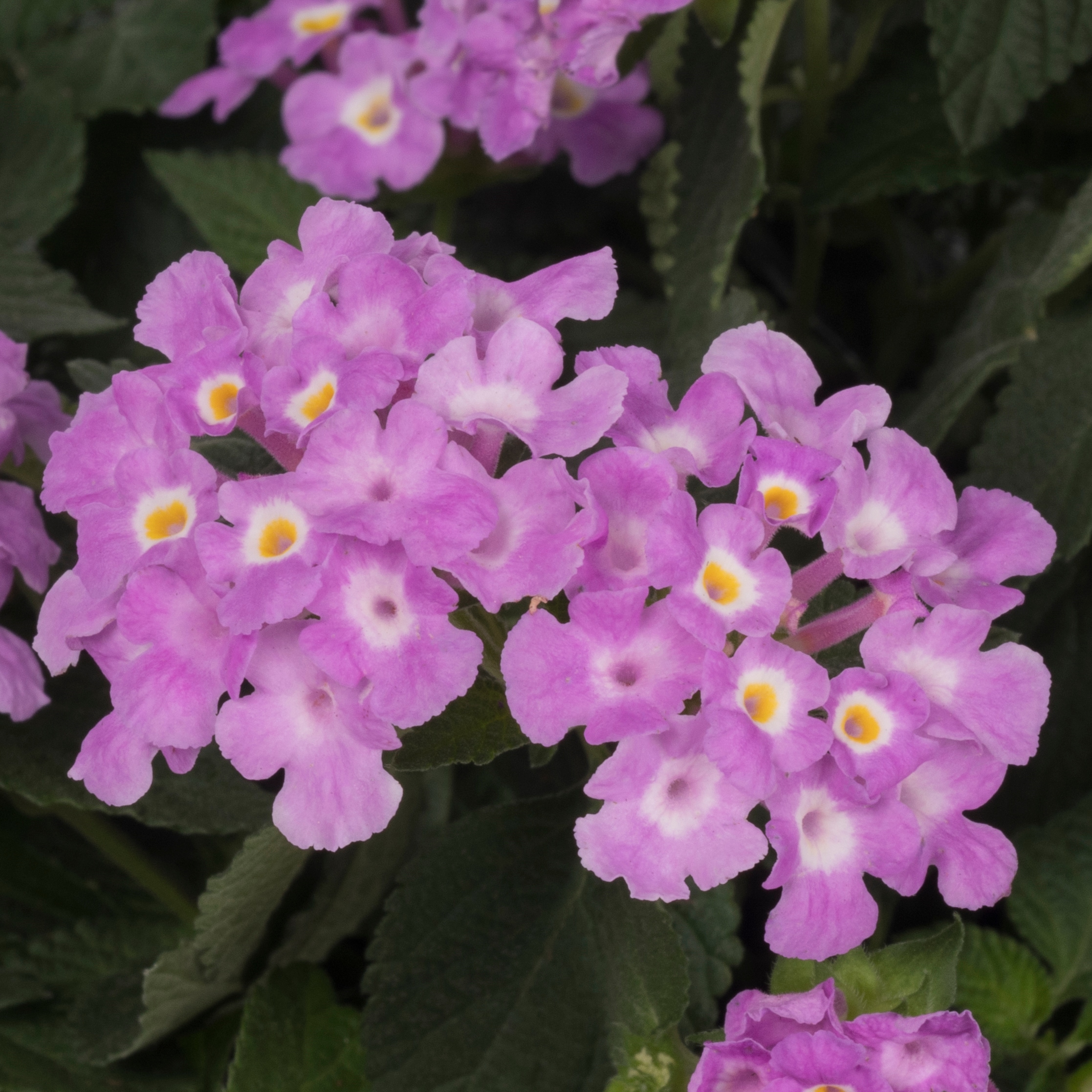 Lowe's NURSERY annuals - View #3