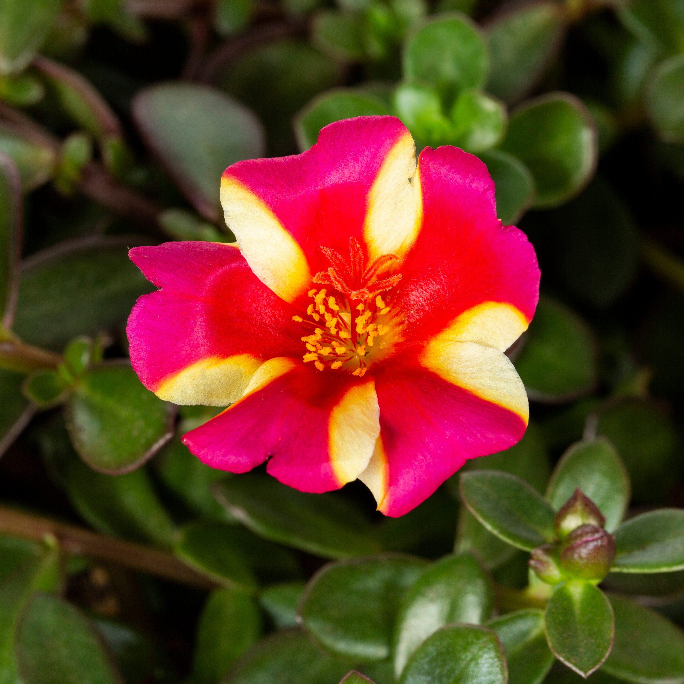 How to grow moss rose/portulaca grandiflora cutting the bottles