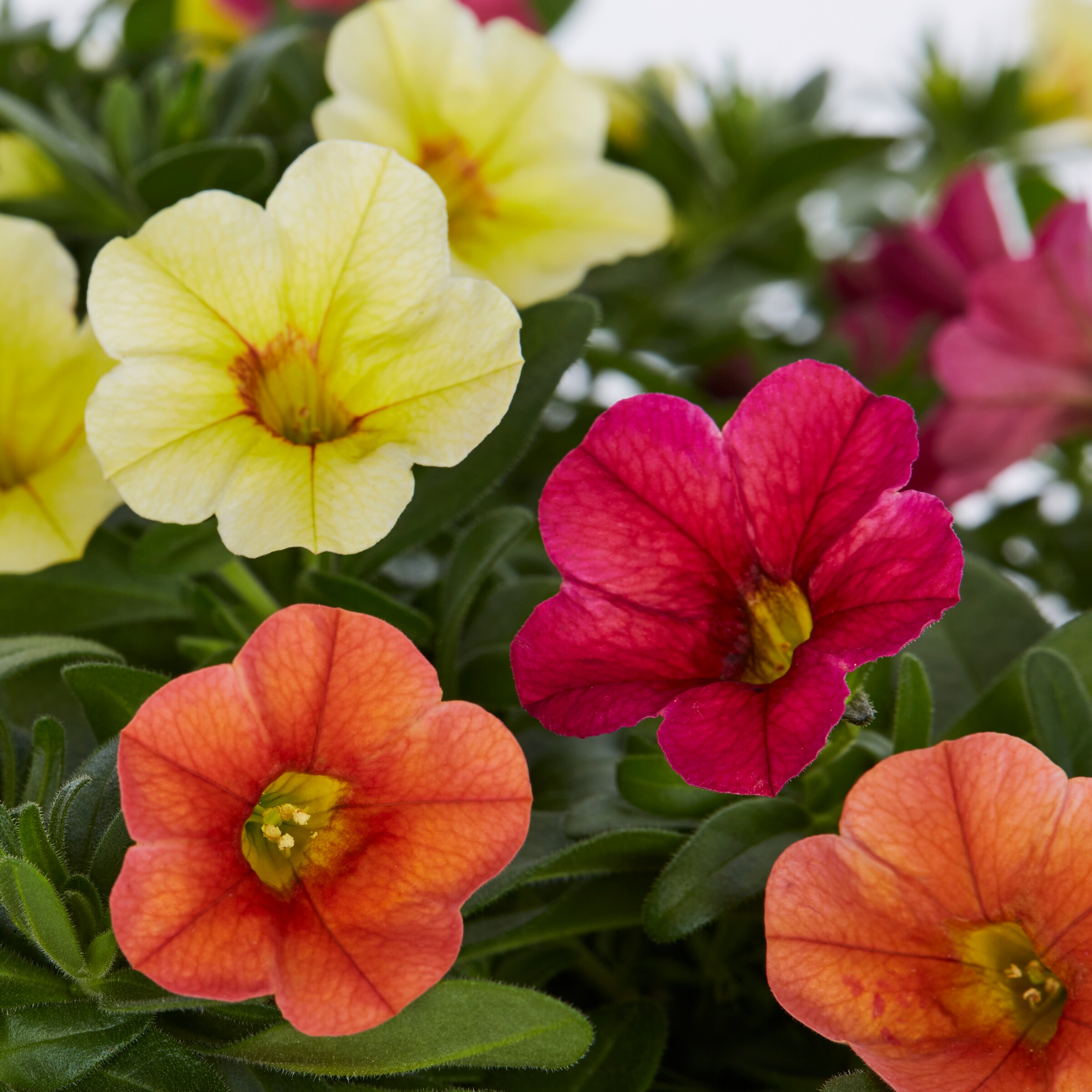 Lowe's NURSERY annuals - View #4