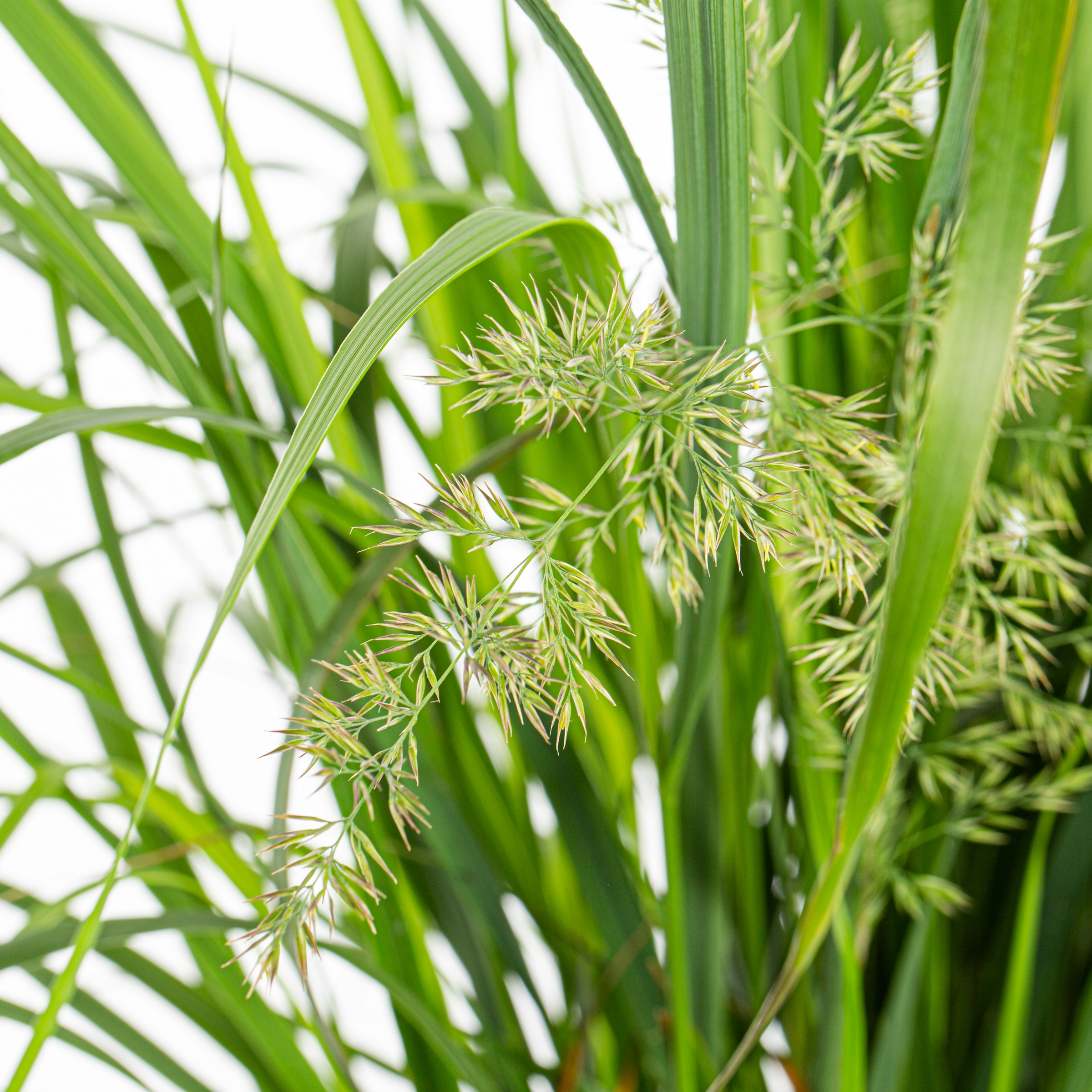 Lowe's NURSERY Ornamental-Grasses - View #2