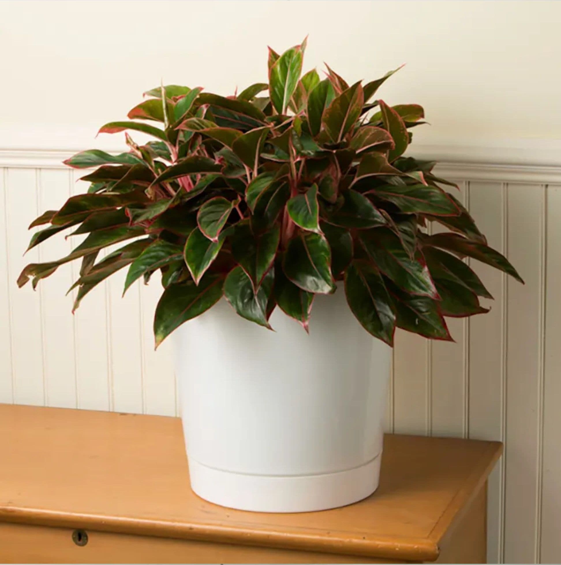 Novelty Manufacturing 026978101426 Planter-Window-Box - View #4