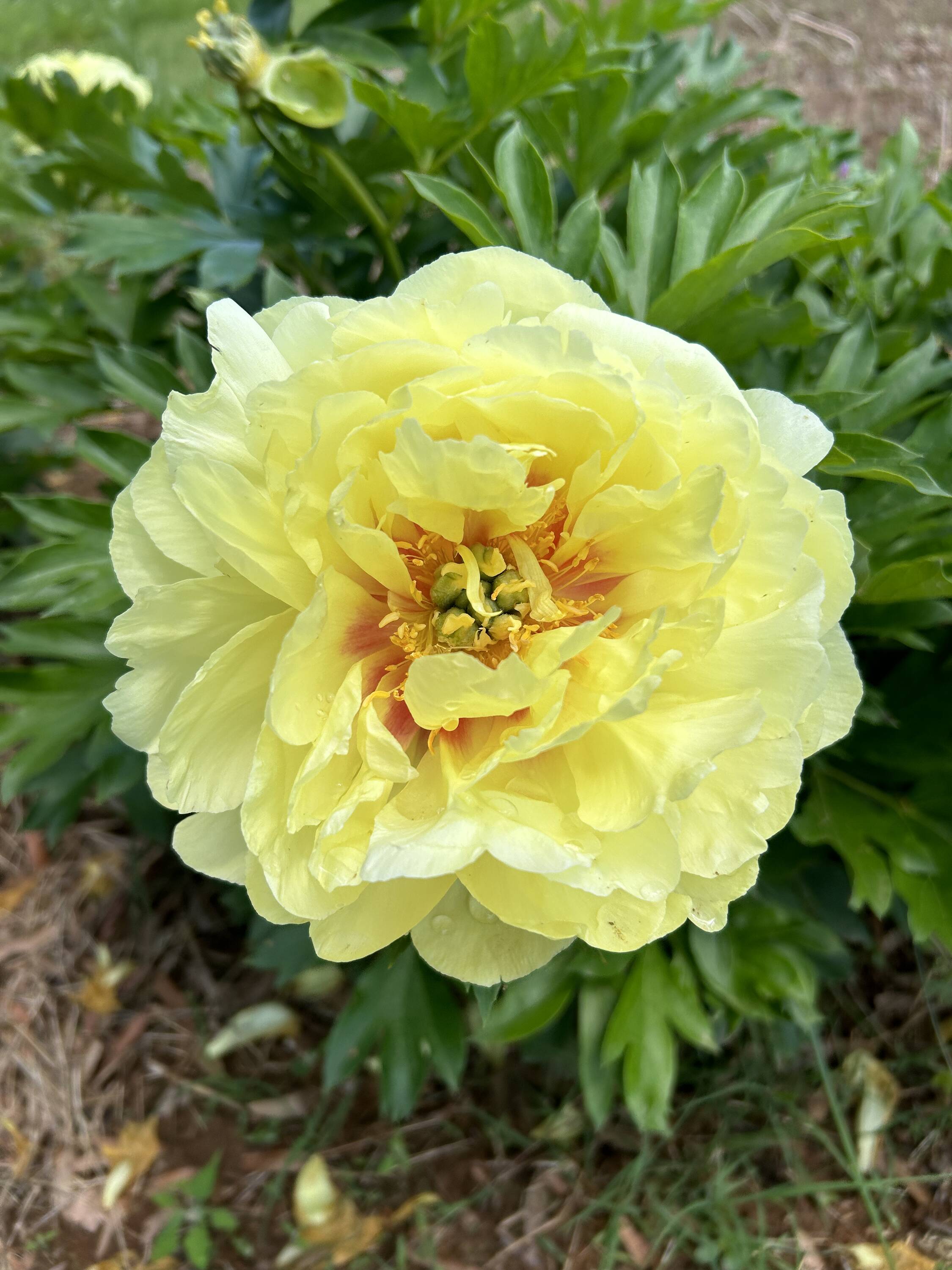 Daylily Nursery 21632 perennials - View #3