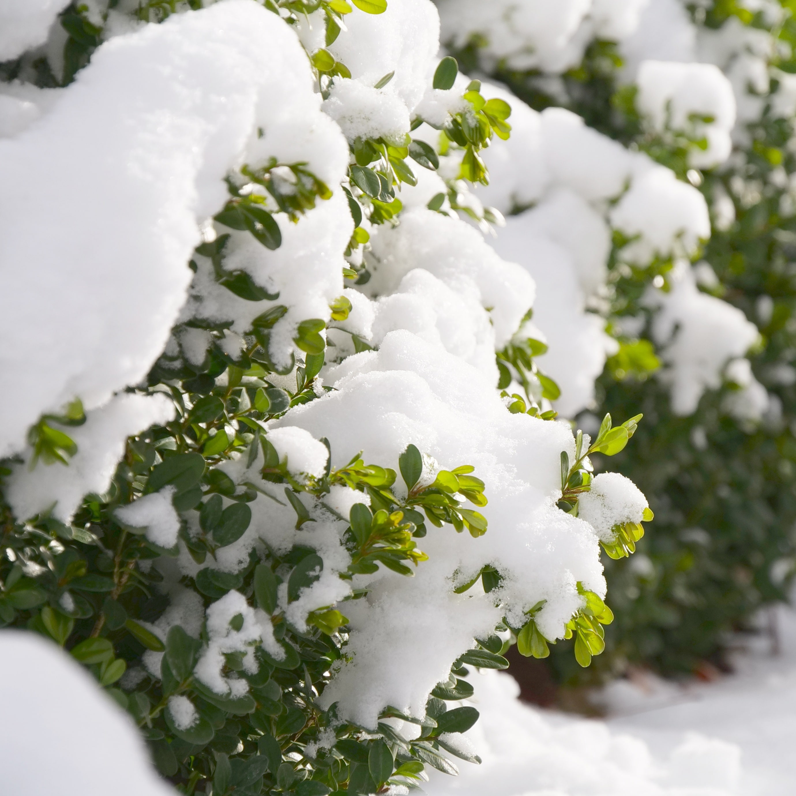 Proven Winners BUXPRC1006101 shrubs - View #6