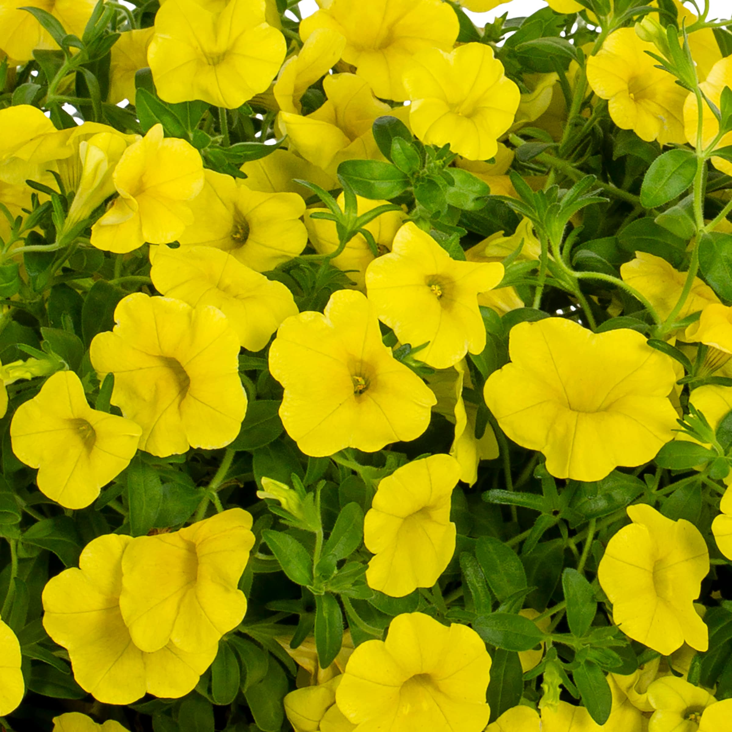 Lowe's Multicolor Calibrachoa in 3-Quart Planter in the Annuals ...