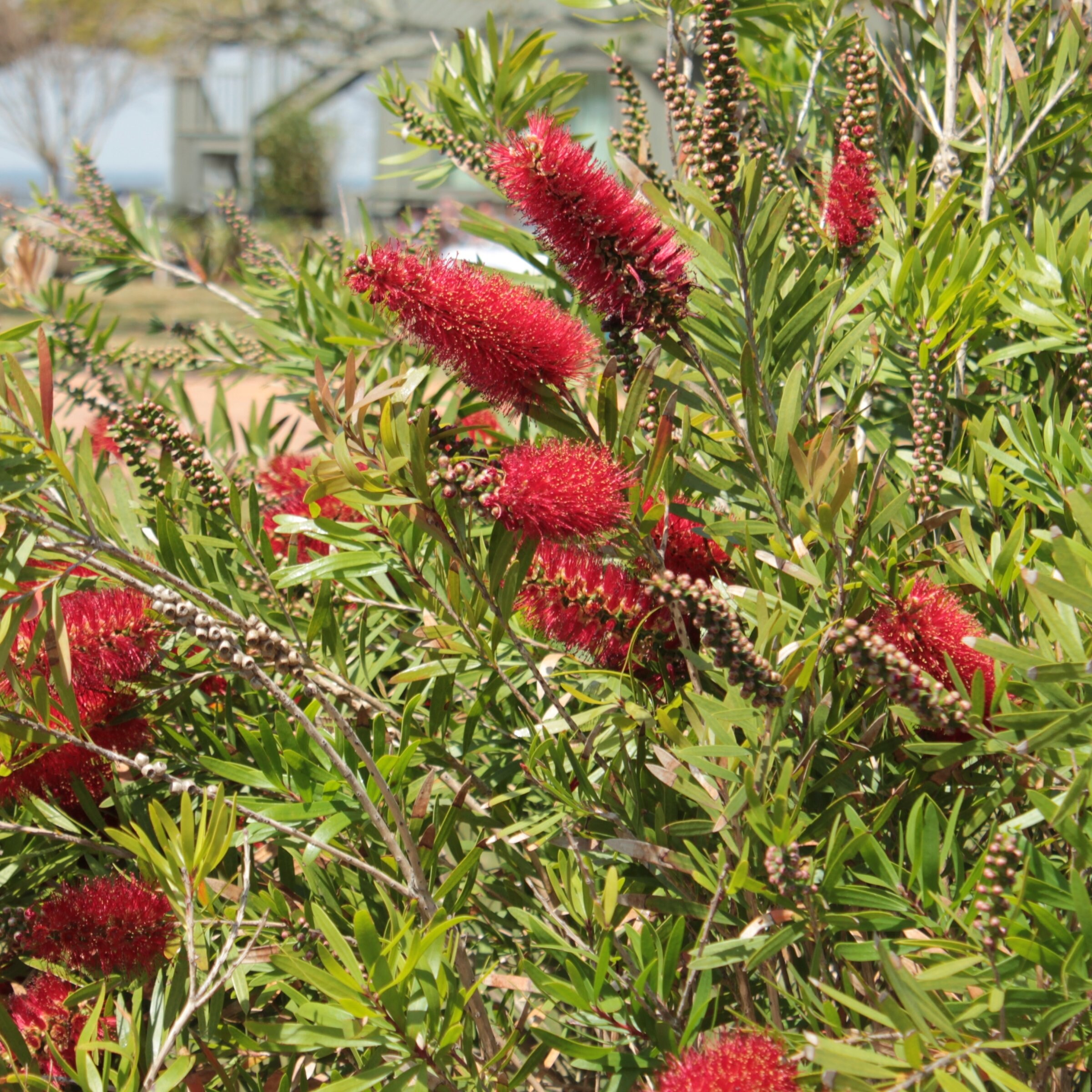 National Plant Network LW2708 shrubs - View #4